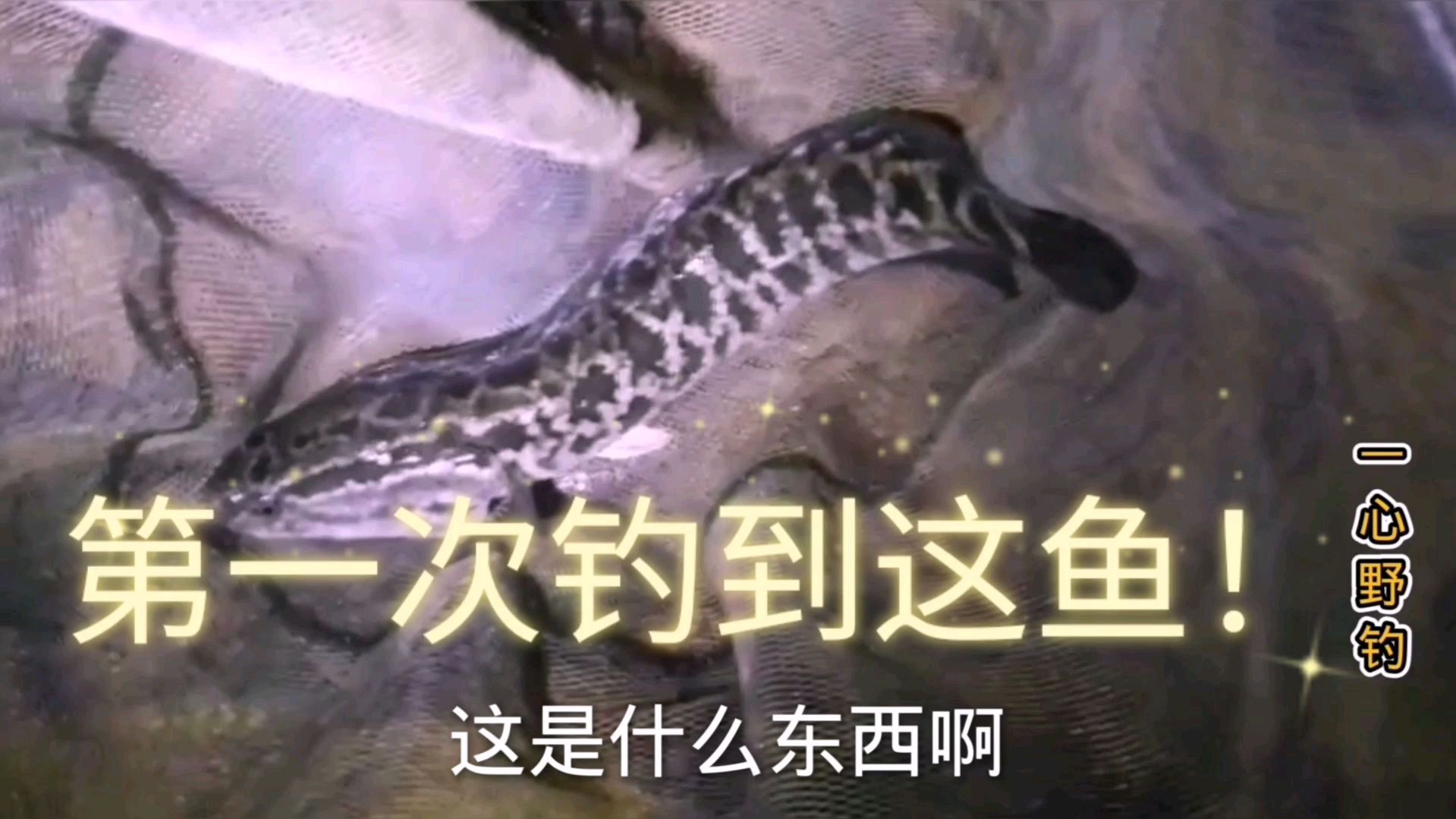水库夜钓第一次钓到这玩意,听钓友说这是斑鱼,好几十块钱一斤