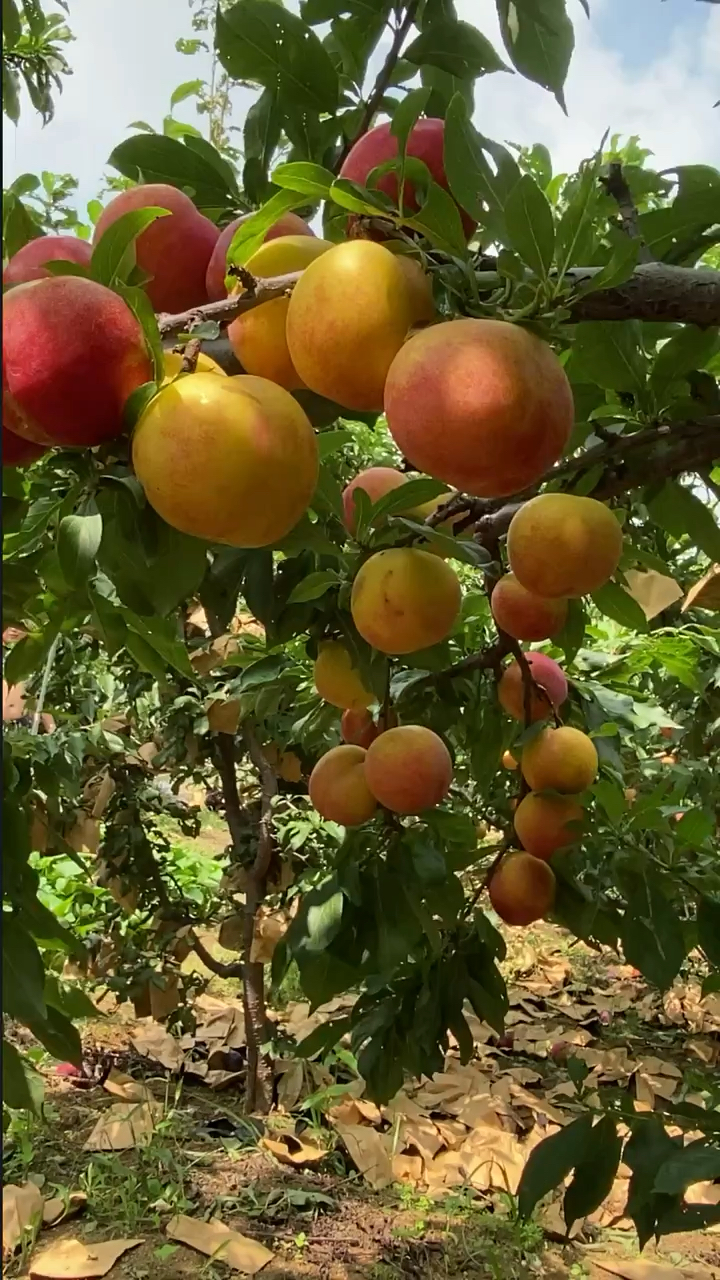 大红袍李子苗 根系发达 植株长势健壮 品种抗寒耐旱 产量高