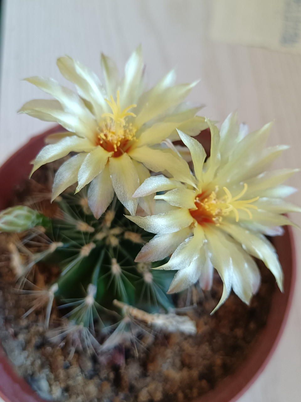 龙王球是仙人球行列中的一个品种,有左旋和右旋两种形态,球体清雅翠绿