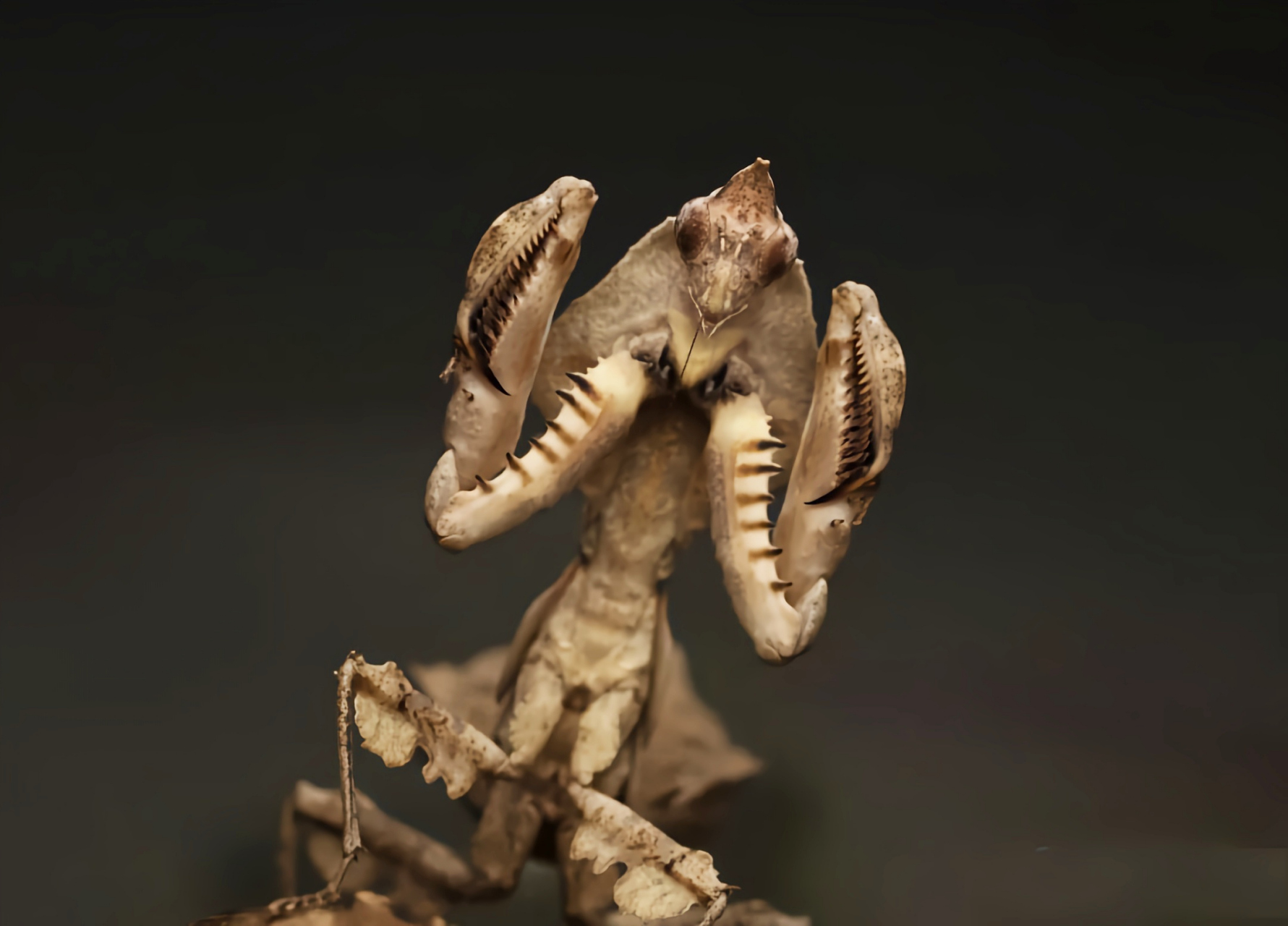 每天认识一种昆虫——中南拟睫螳 中南拟睫螳是花螳科拟睫螳属昆虫.