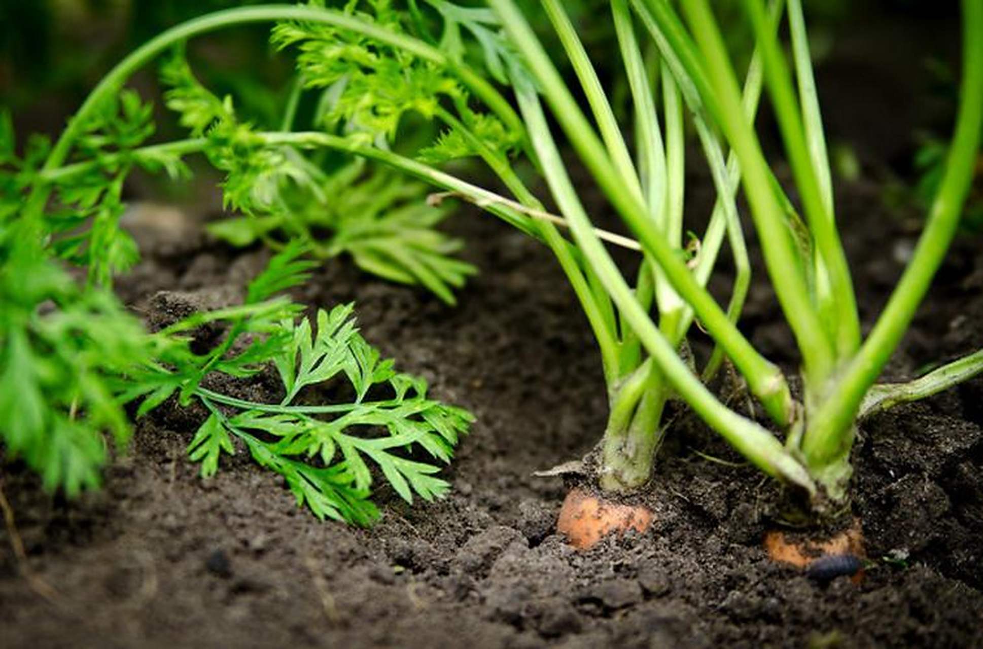 胡萝卜叶子是一种营养又健康的蔬菜,胡萝卜叶子可以清炒,凉拌,蒸着吃.