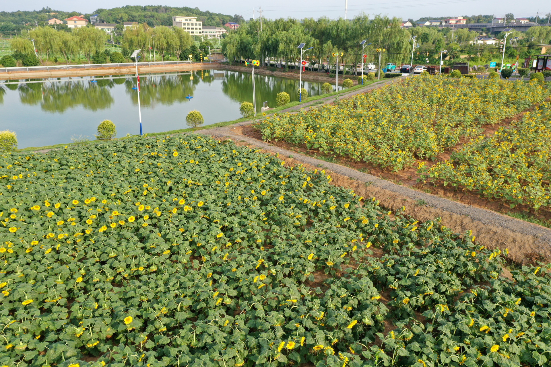 清晨5点多就从衡阳市区驱车前往石鼓区角山镇利民村拍向日葵,刚走近花