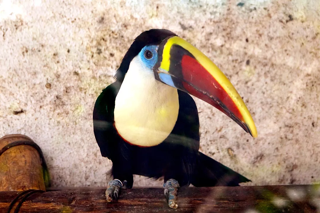 杭州临平公园动物园——小动物园中园的乘风破浪之路