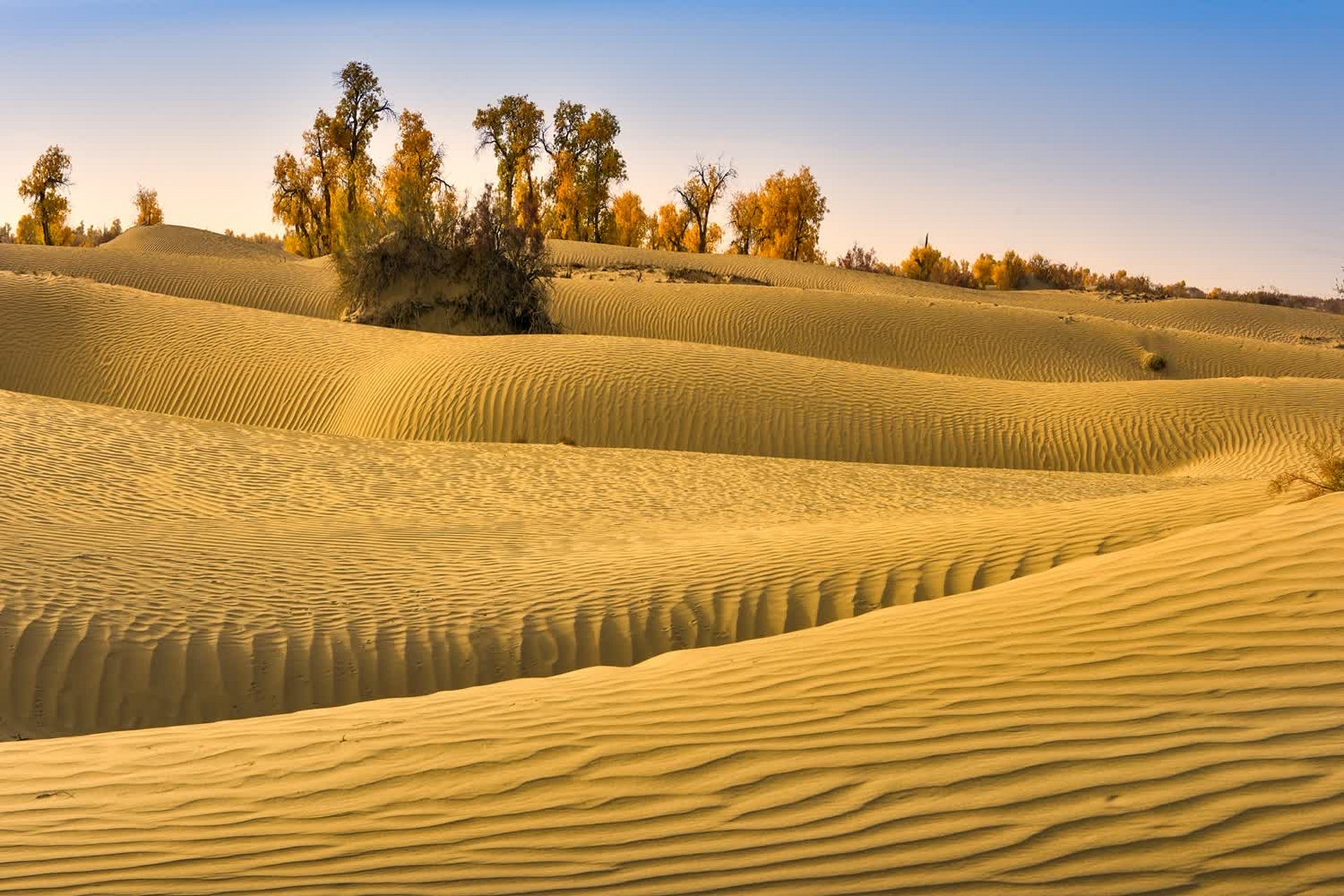 沙漠中的这棵孤独的胡杨,是大自然的奇迹,也是生命的守望者.