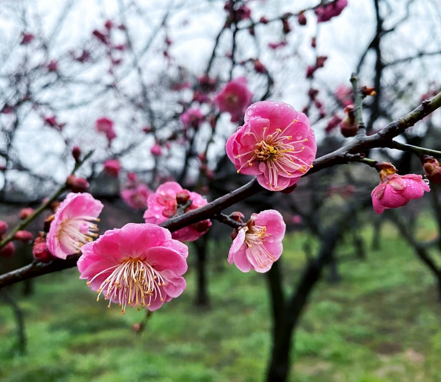 冬去春来,又到了看梅花的季节,南昌有很多赏梅花的地方,大家可以趁