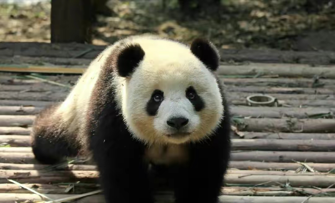 旅居德国的大熊猫梦梦,老公娇庆,双胞胎儿子梦想梦圆