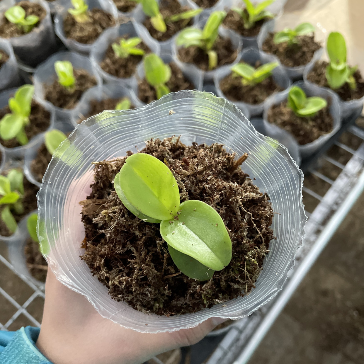 全网最全蝴蝶兰养护篇,只需要1分钟看完,从此变身兰花大神!