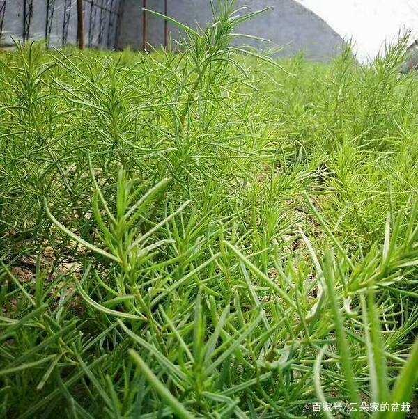 这野草,人称"黄席菜",维生素含量极高,却不被重视,可惜了!