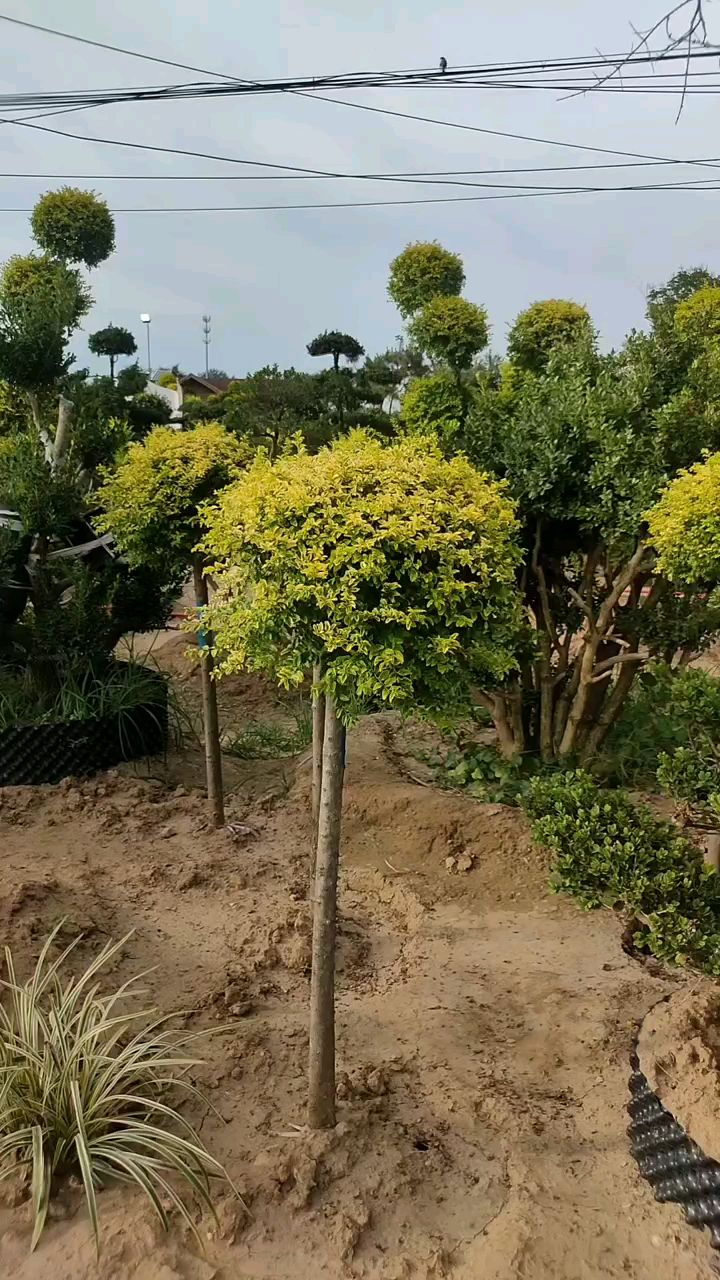 亮晶女貞造型,家有亮晶幸福一生-度小視