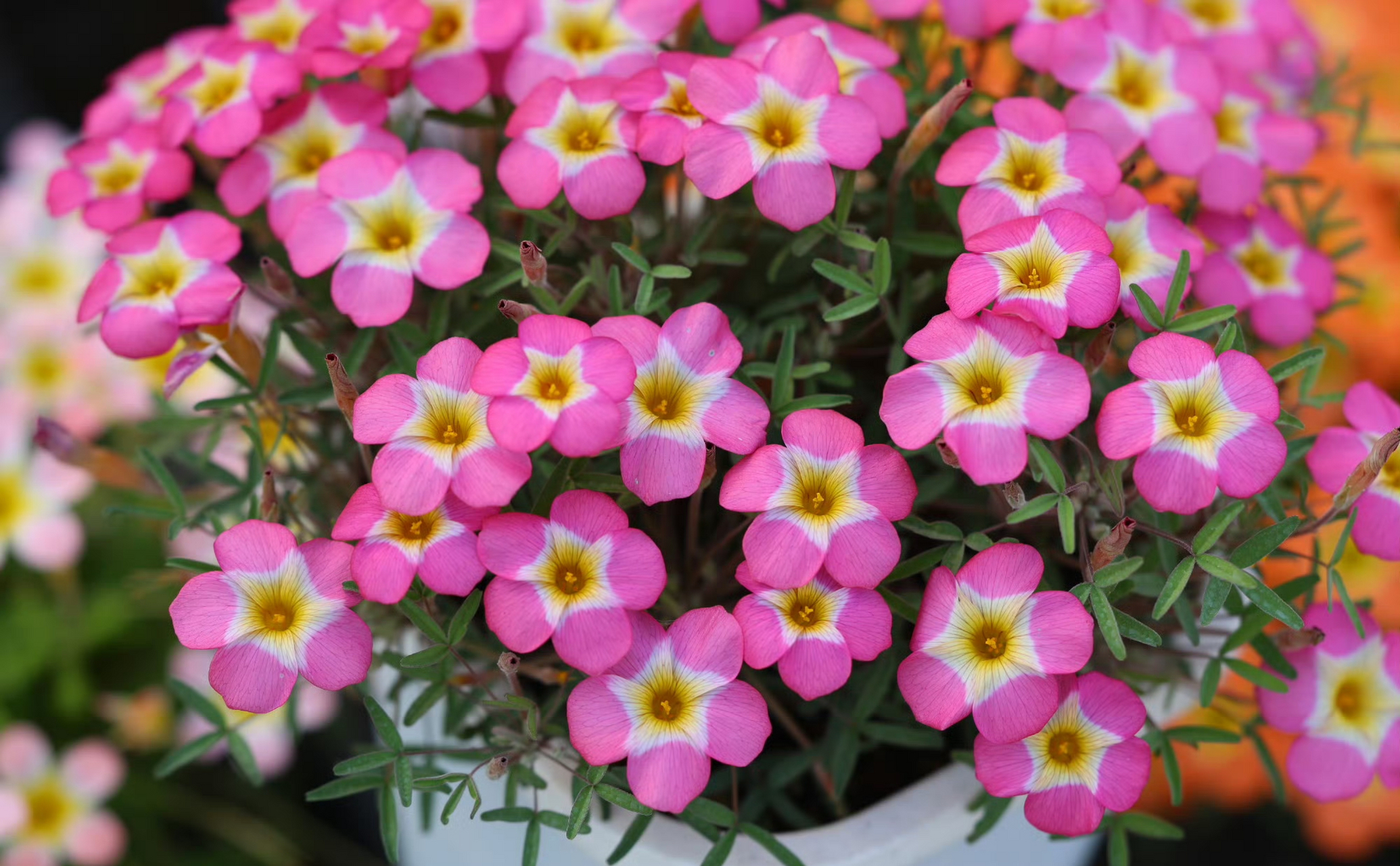 酢浆草玫红三色/美杜莎 oxalis rosy yael / medusa 酢浆草糖果