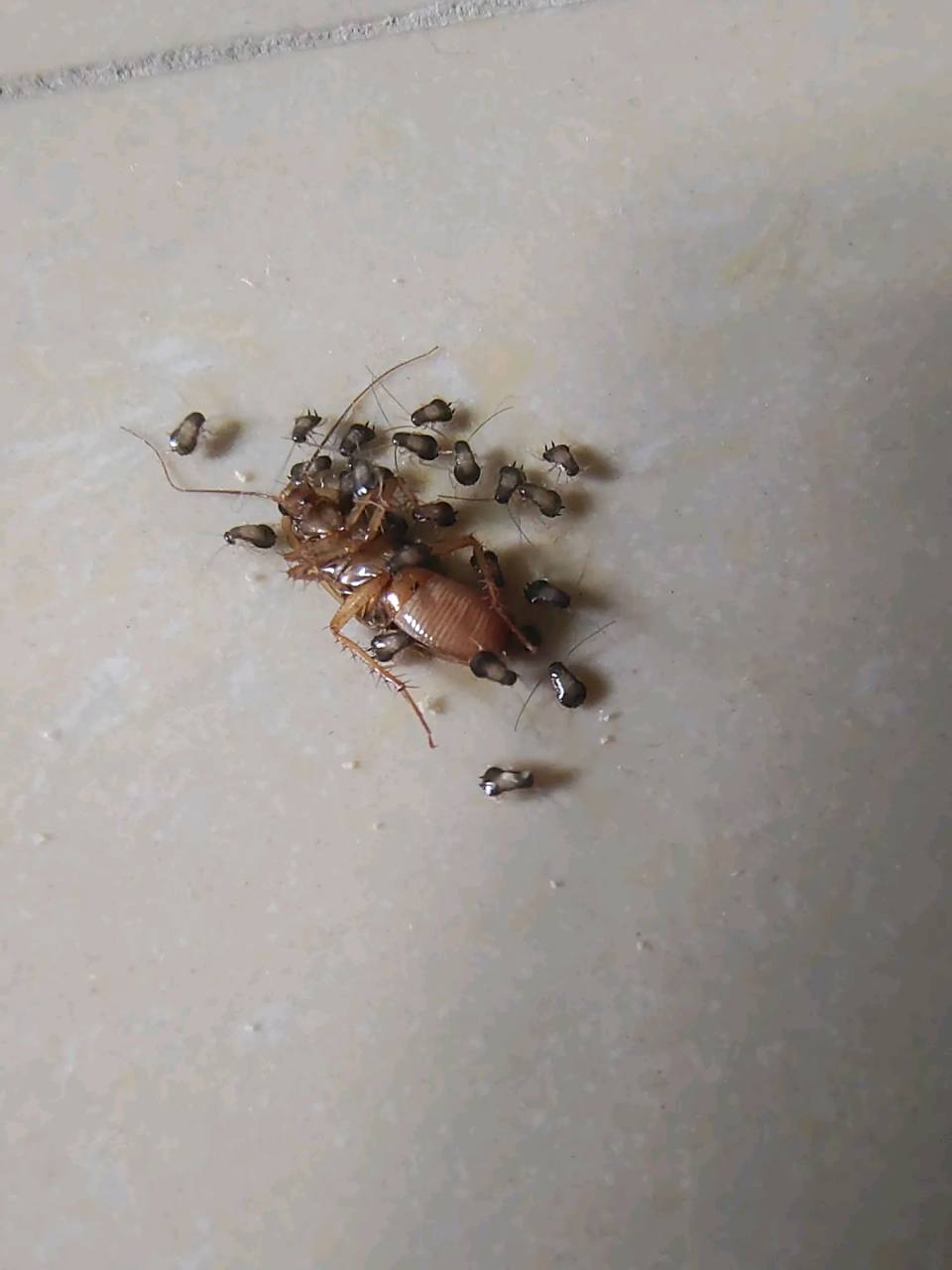 药死大的,临死前还生一窝小的,这小强真不是白叫的