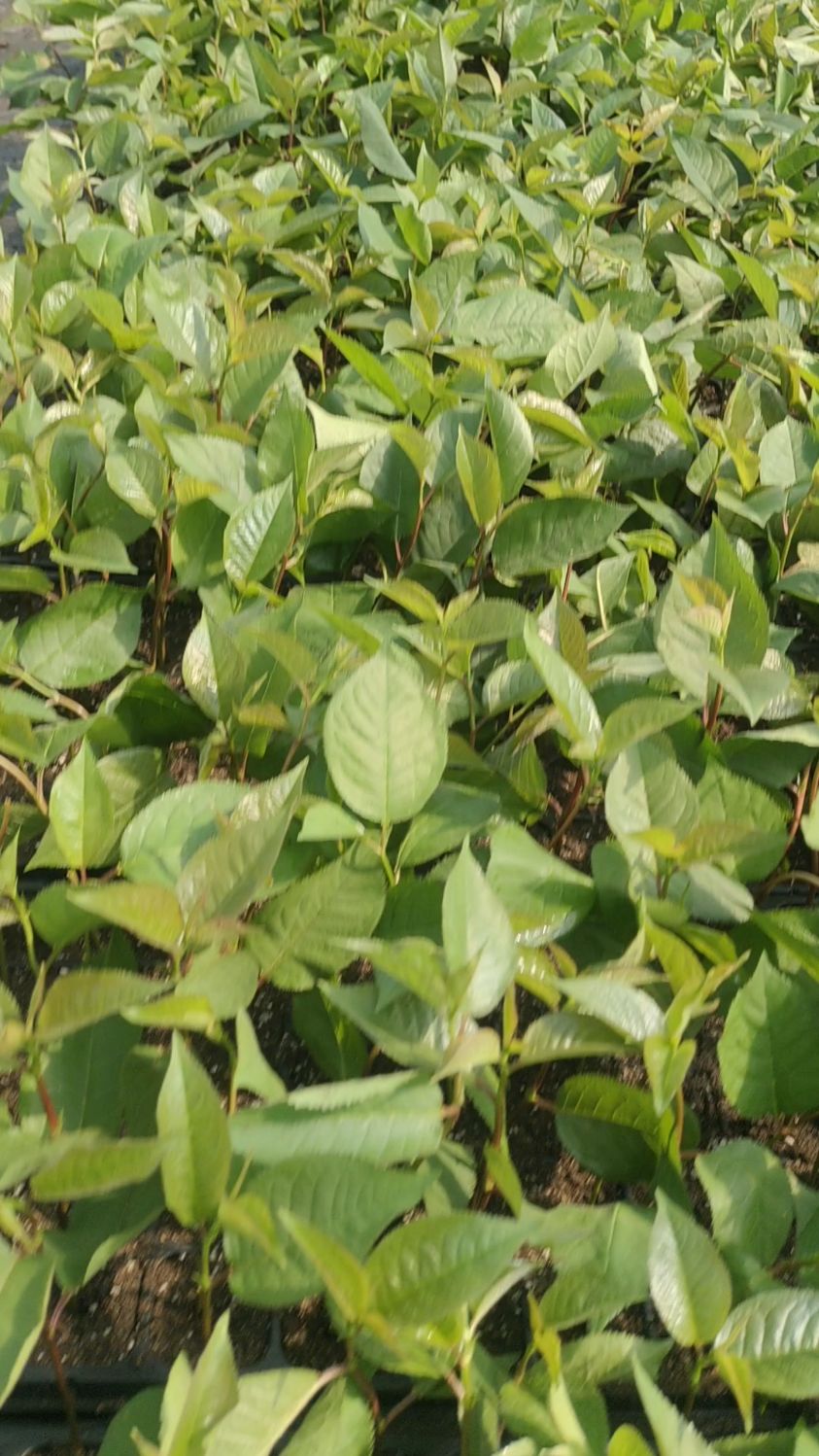 吉塞拉砧木苗育苗中!嫁接车厘子大樱桃苗的优秀砧木!