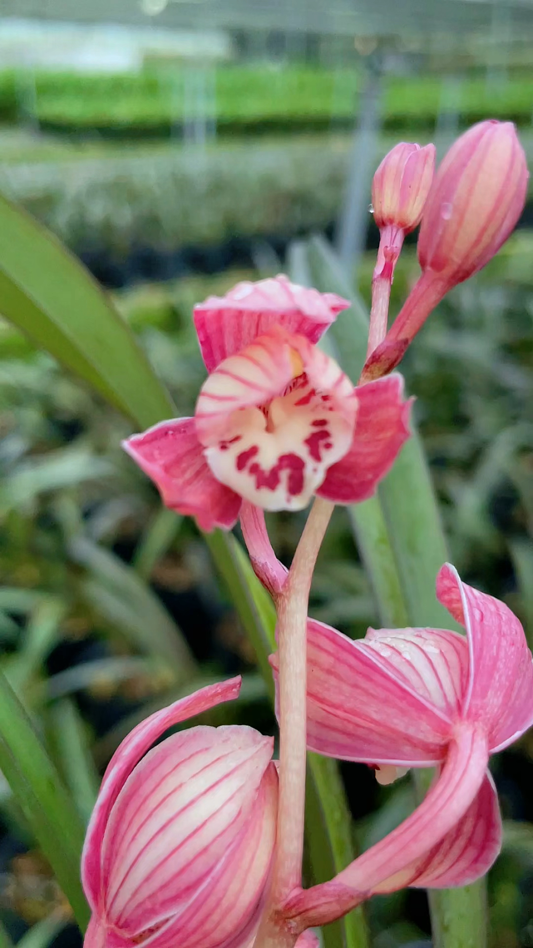 花芽共赏两不误,网红草红草红荷,红花红叶的建兰-度小视
