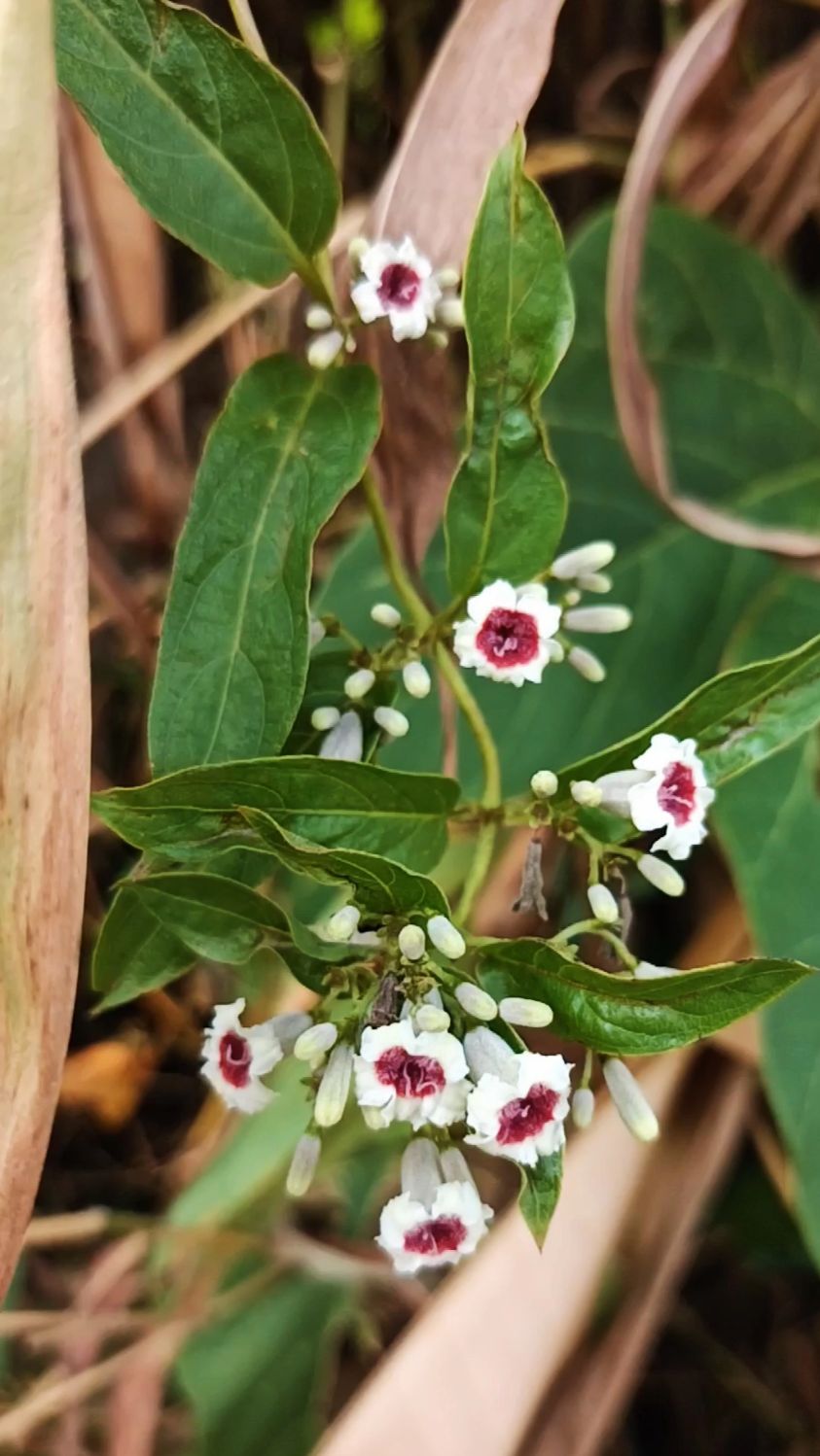 那么美丽的花,听到名字我就想哭,鸡屎藤花