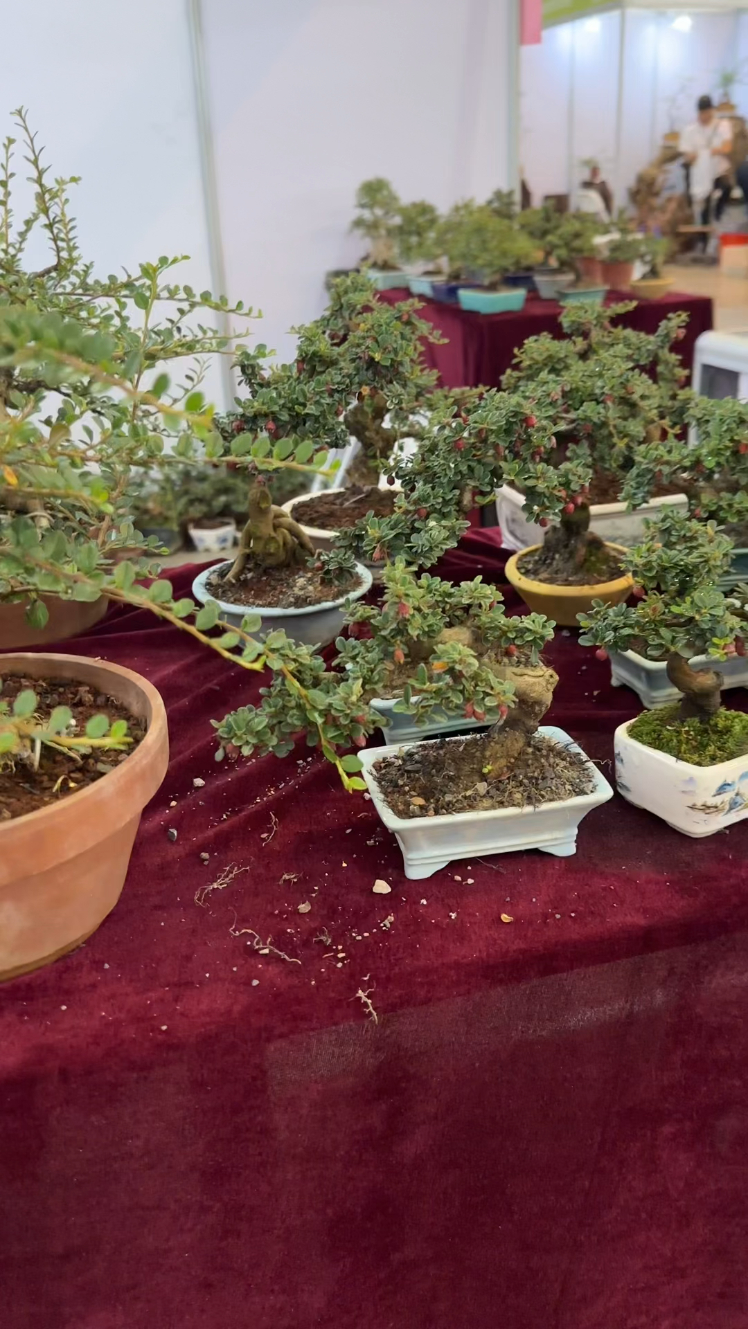 荀子苗木盆景小园