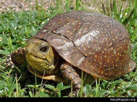 匠志萌宠科普课堂|两栖爬行之龟鳖目中的"龟"