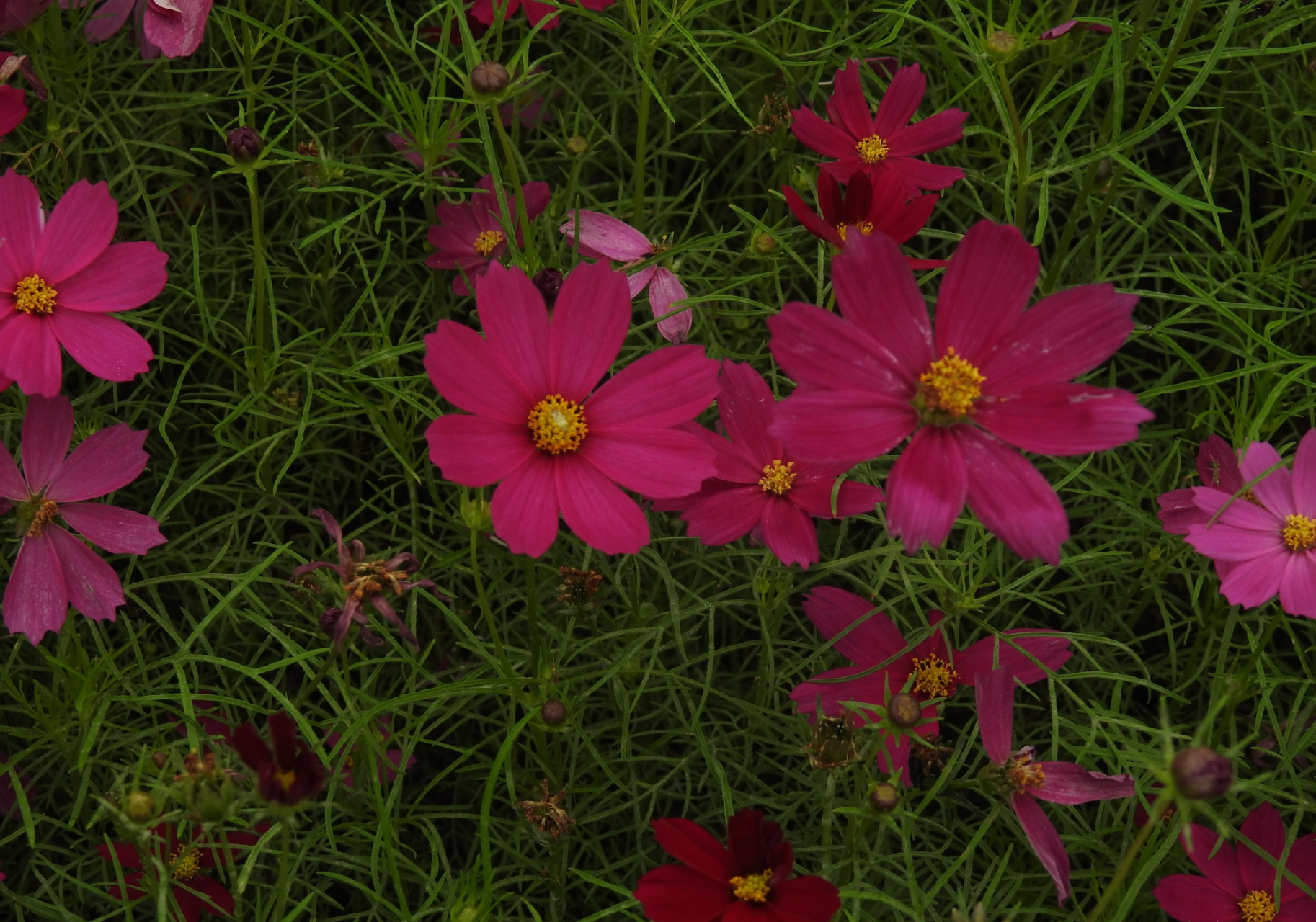 红色的波斯菊植物.