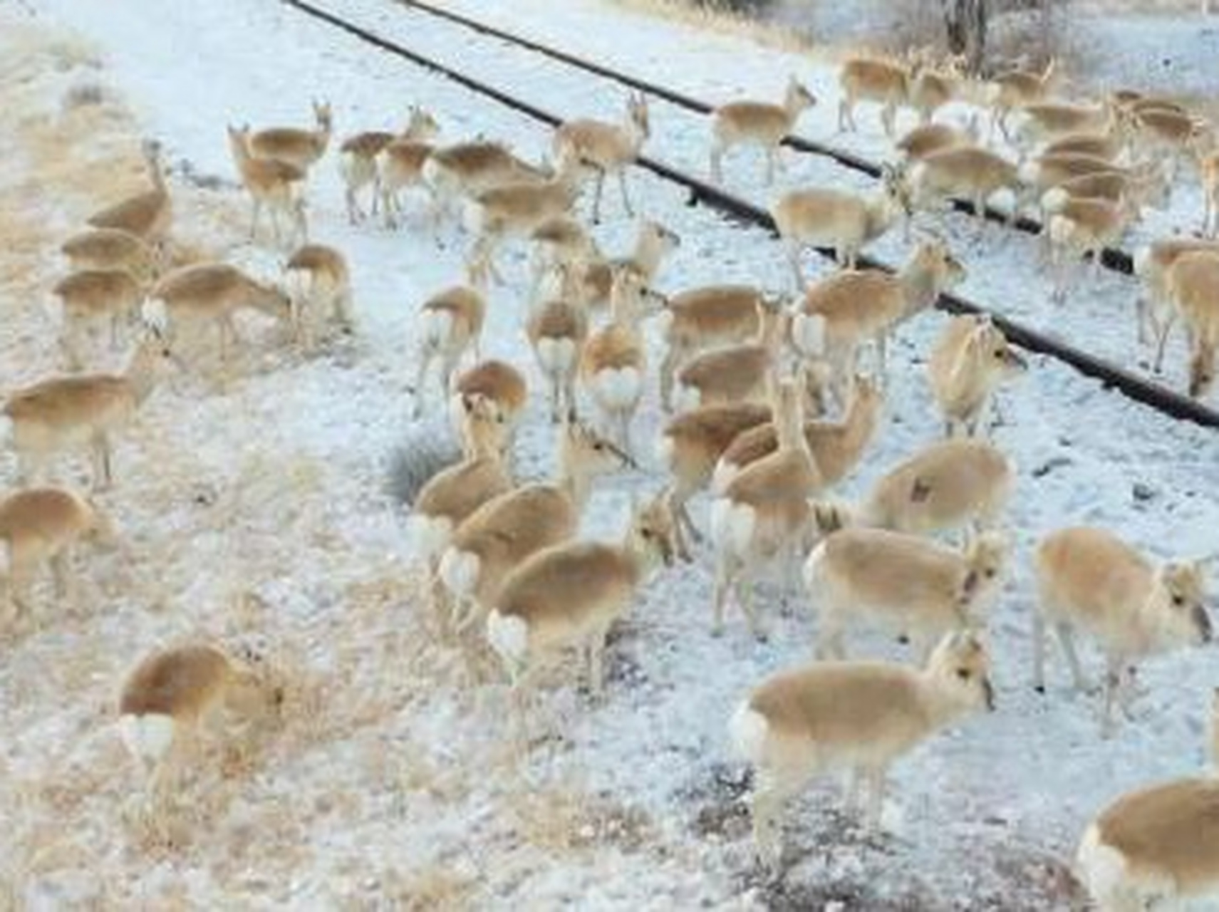 近日,蒙古数万只野生黄羊跨过边境来到了内蒙,随即引起关注.
