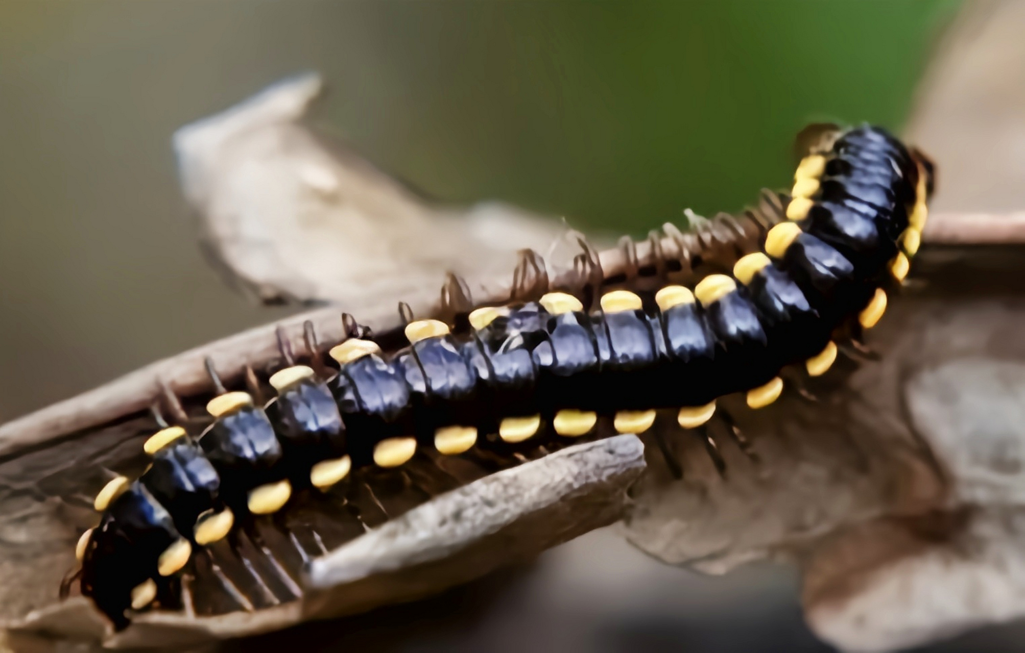 每天认识一种动物——霍氏绕马陆 霍氏绕马陆原产于亚洲东南部,我国
