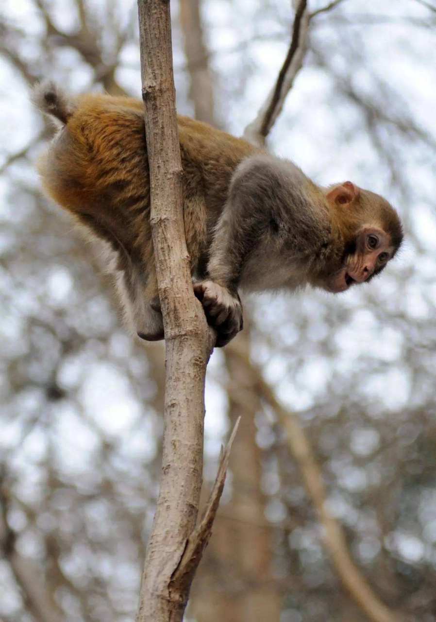 长右 据南山二经所记,长右山上有一种兽,名叫长右,它长得像猕猴,但有