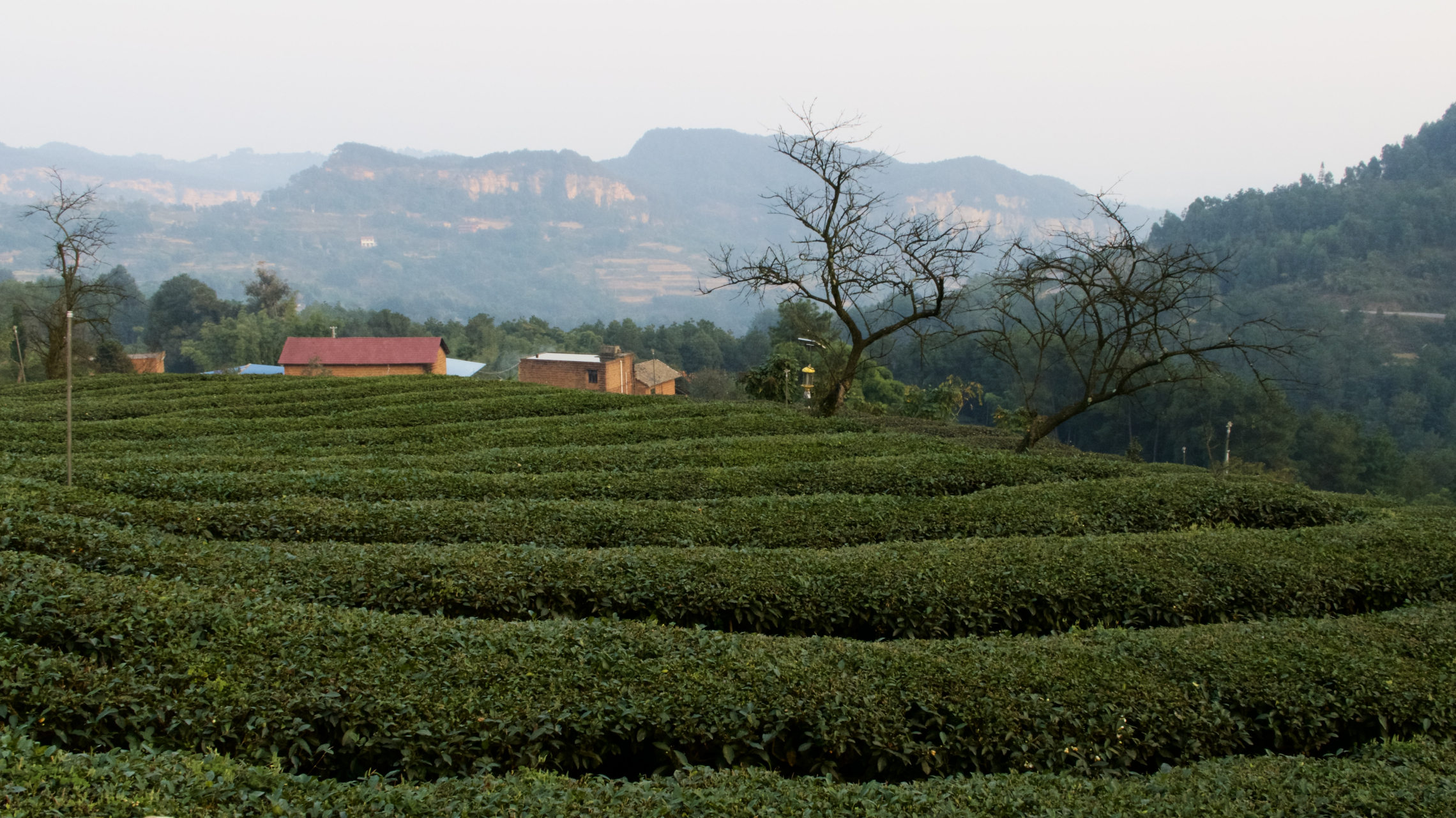 冬日的茶山#摄影爱好者联盟# #遇见好风景