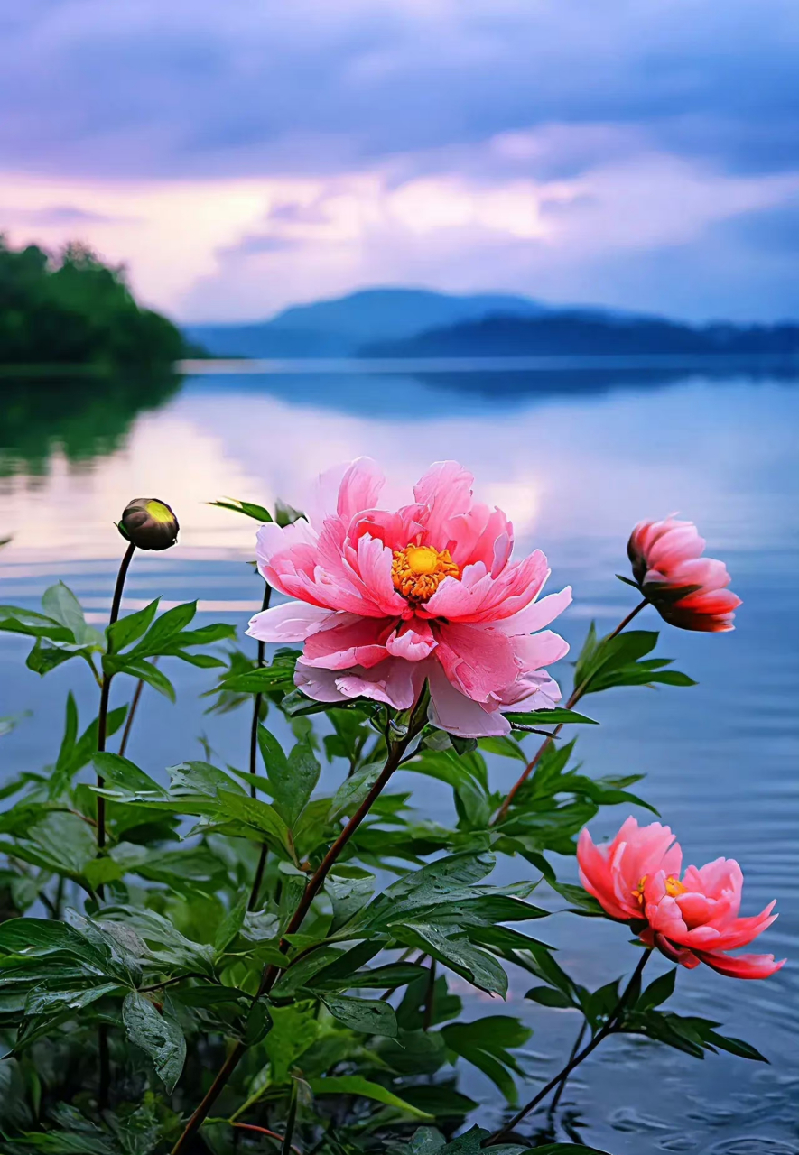 夏天的风景图片花草图片