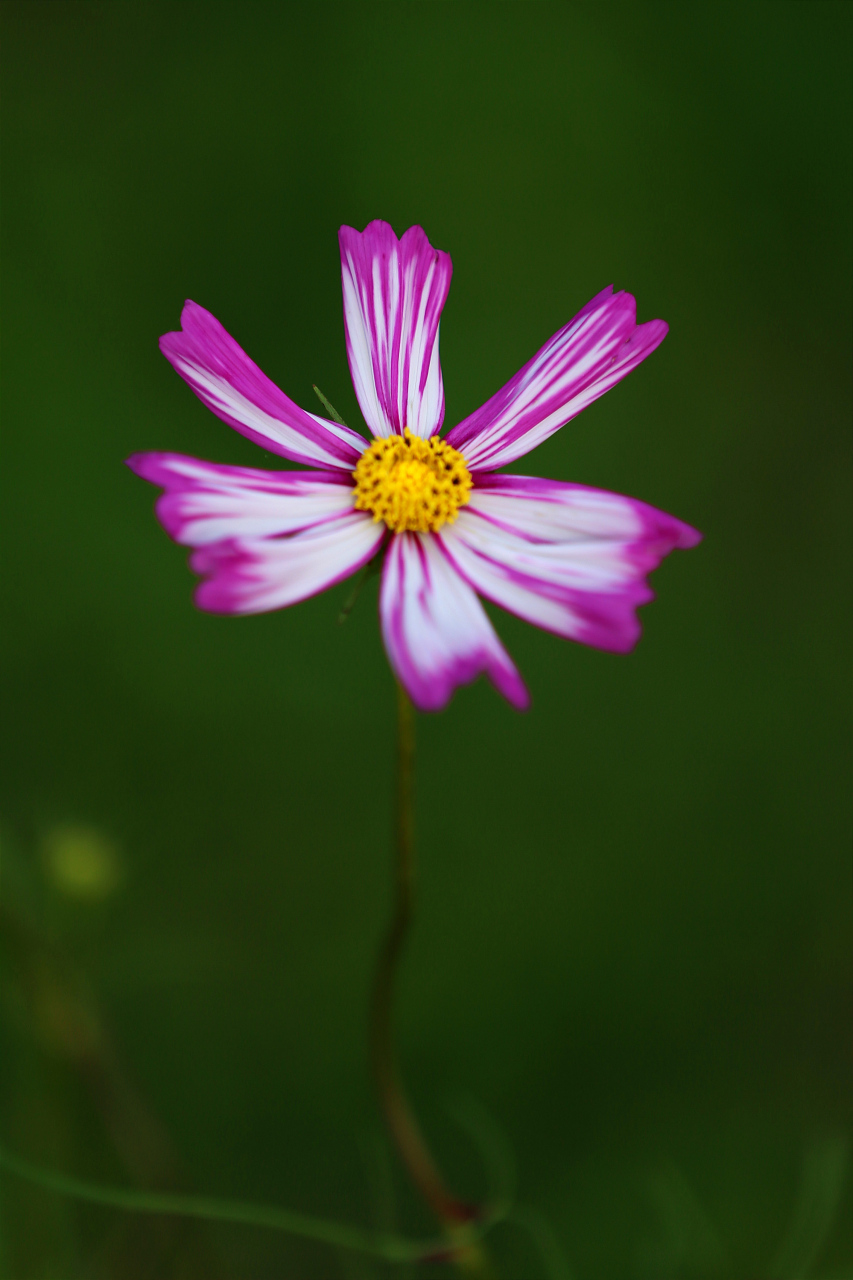 山野的小花,环境适应能力特别强.