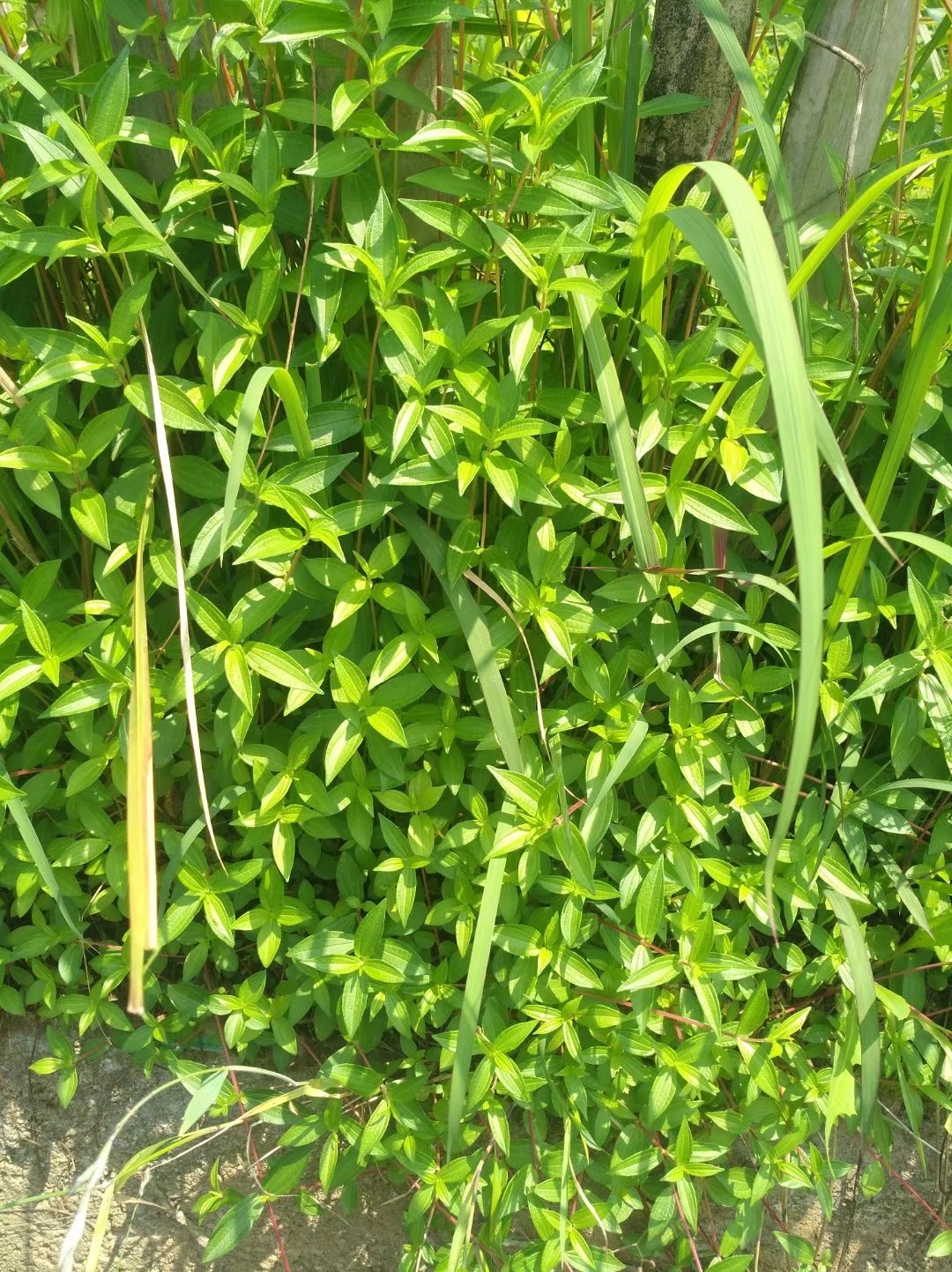 野生糯米草,又叫糯米藤,有一定药用价值,常见于农村田边路旁