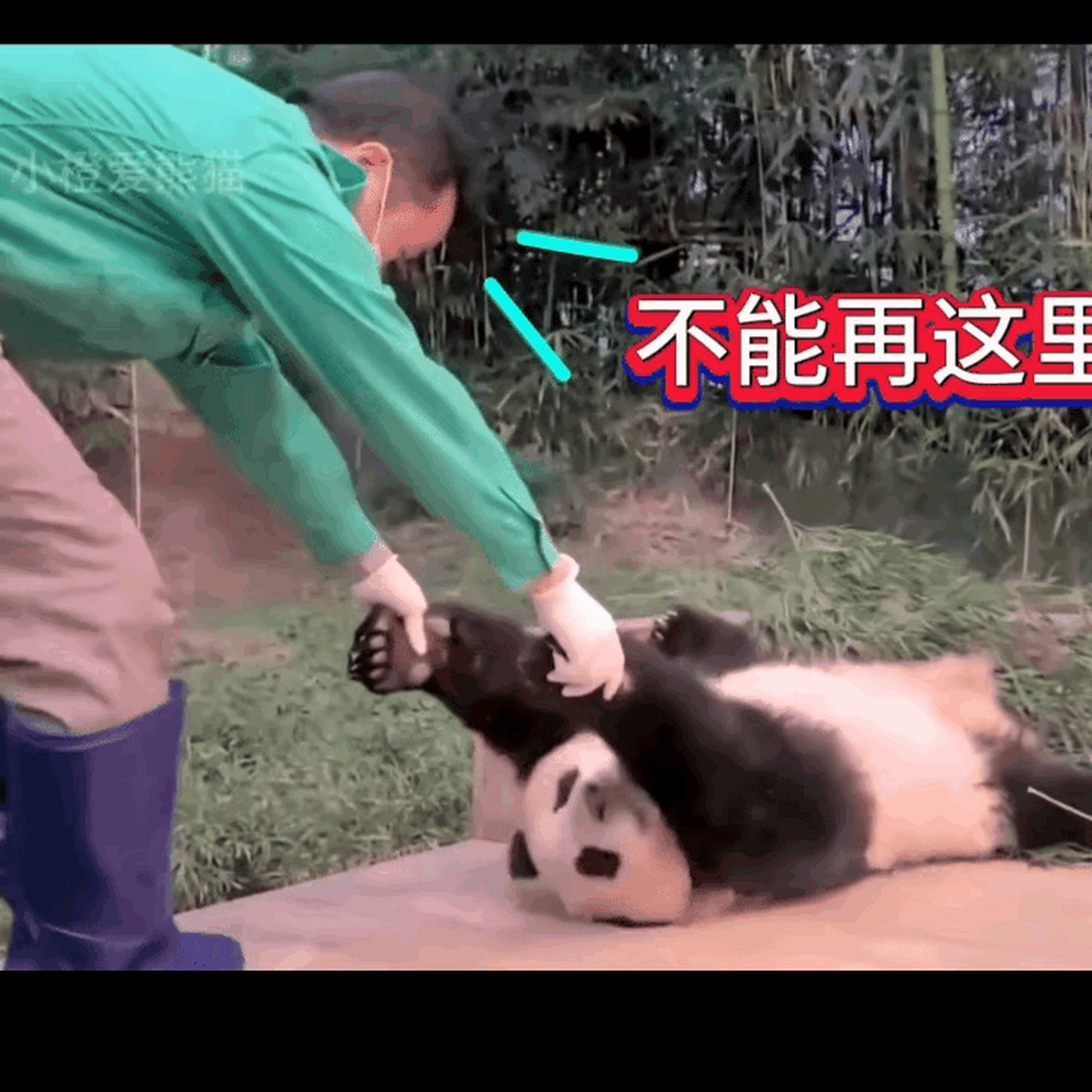 爱宝上去打屁股那几下笑死我了[捂脸] 爷爷拖着福宝那几下,福宝就是个