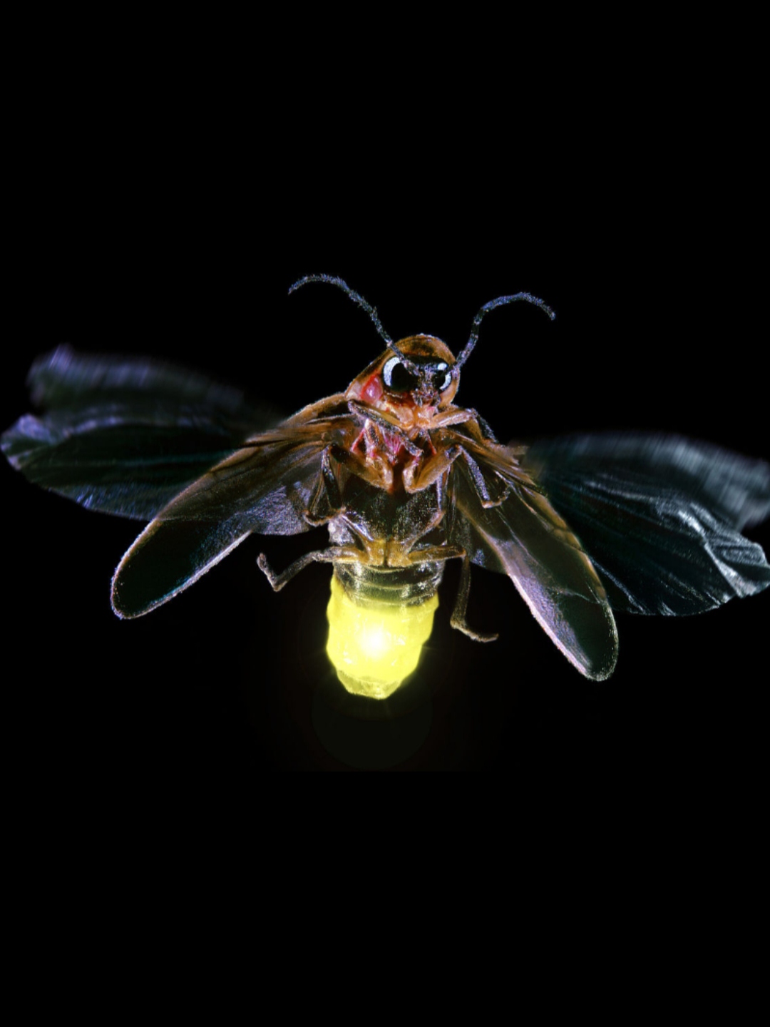 从德阳开车过去只需要1个小时,打工人六点下班,回