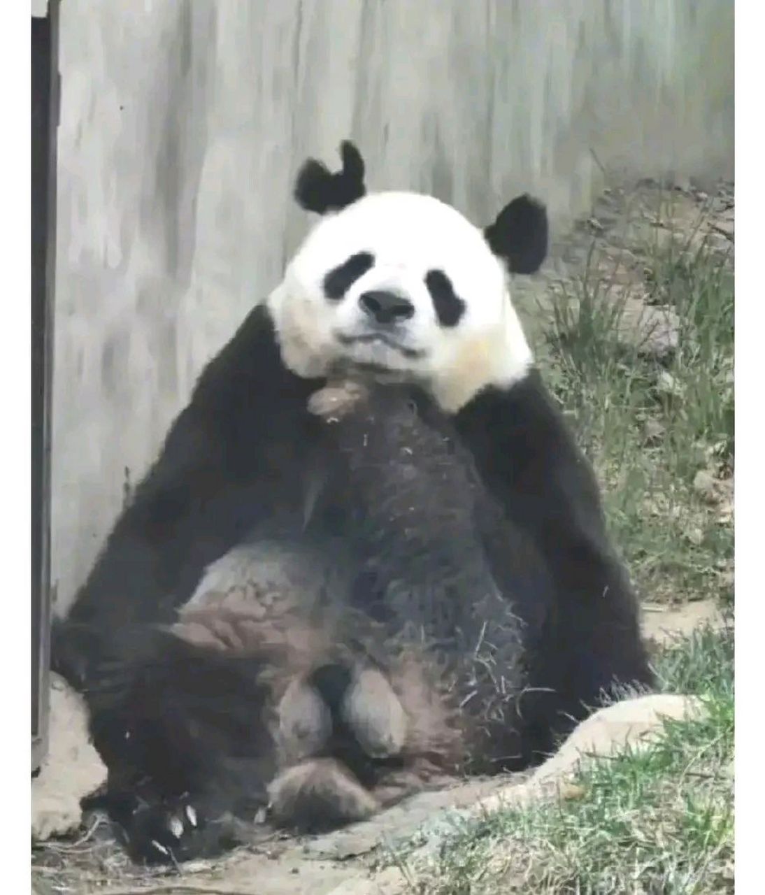 七仔咬阿宝耳朵并不能怪七仔,成年大熊猫是独居动物,本来就领地沂识