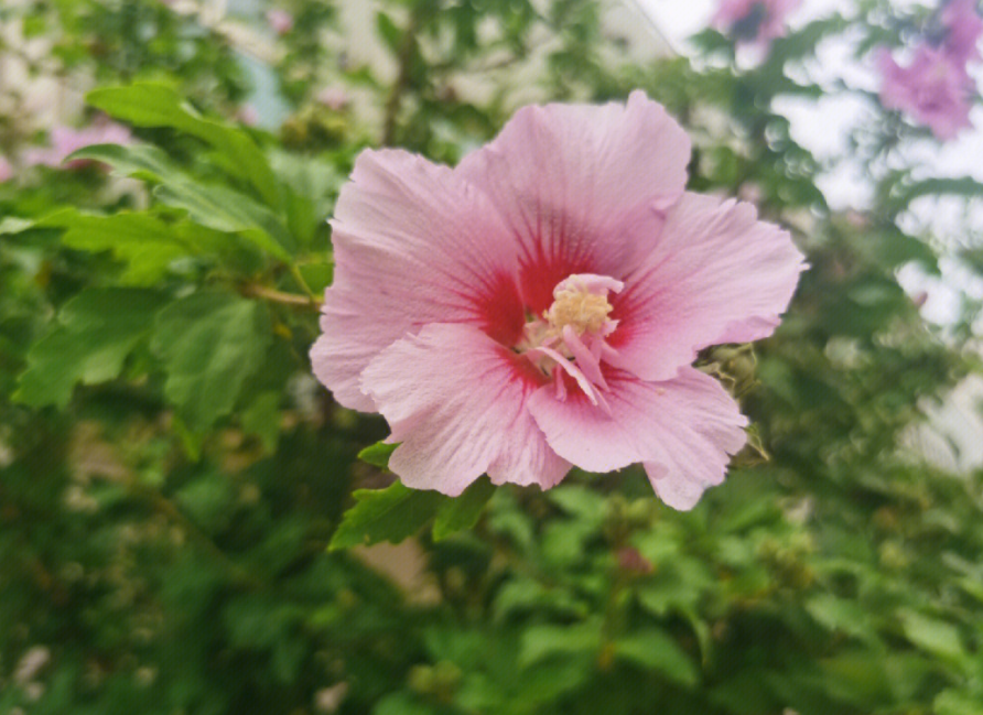 木槿開花時間是什麼?