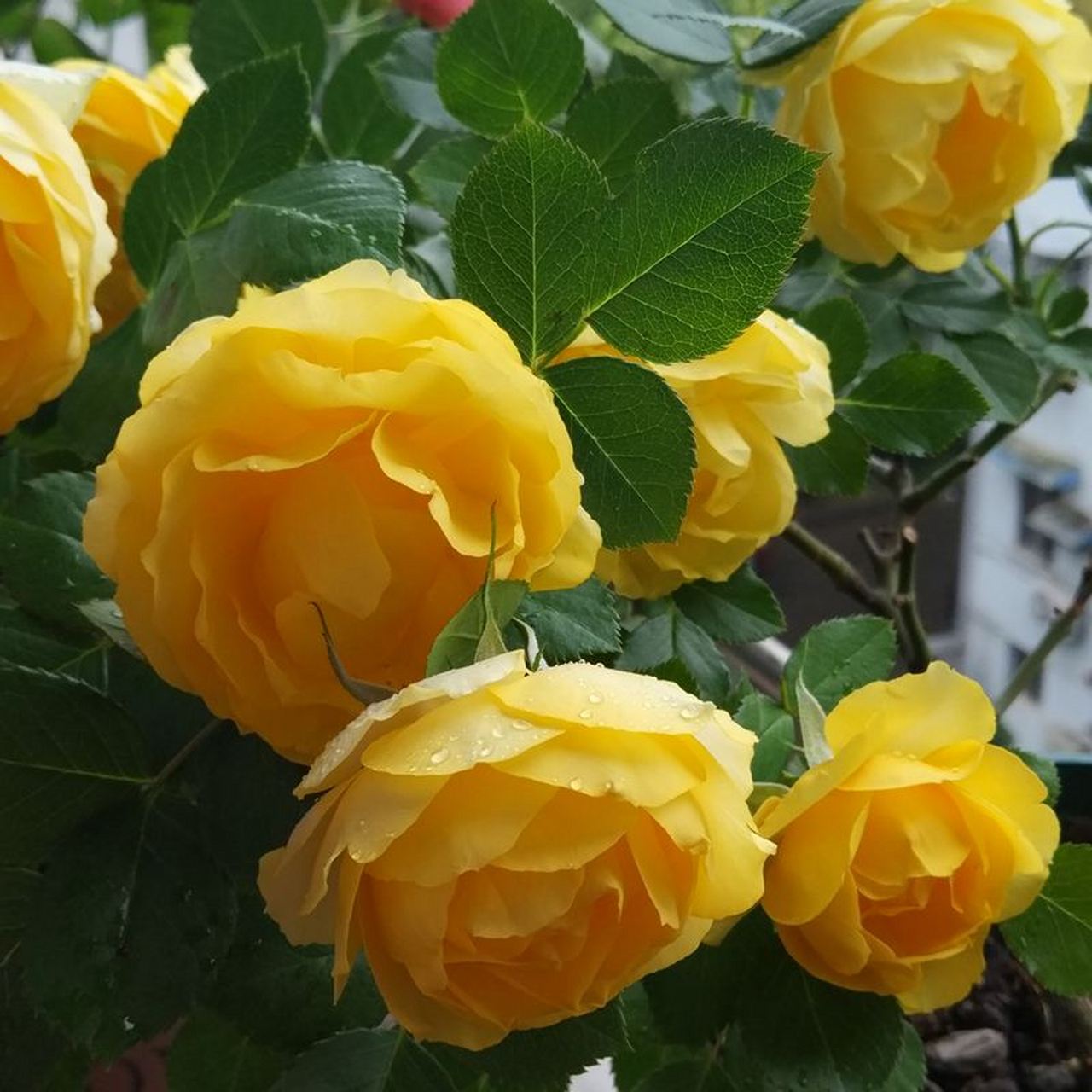 花朵小巧可爱,花量大的更是让人惊喜,金光灿灿的在阳光下格外耀眼,引