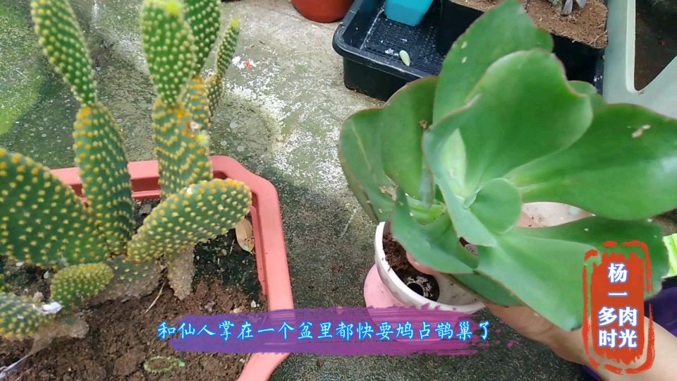 多肉大叶秀妍的生存能力和生长速度真是惊人,默默的长成了大块头