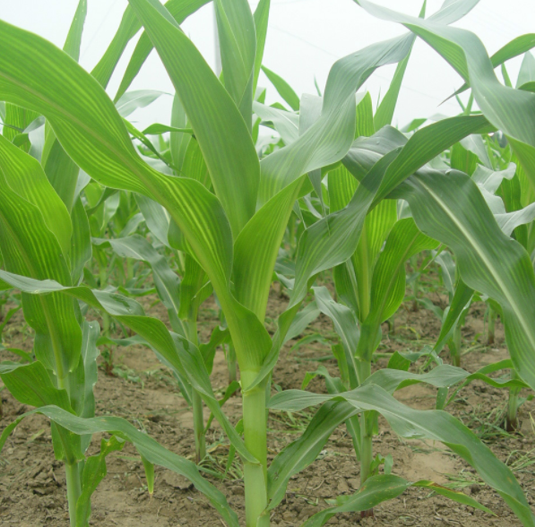 c4的植物有哪些?