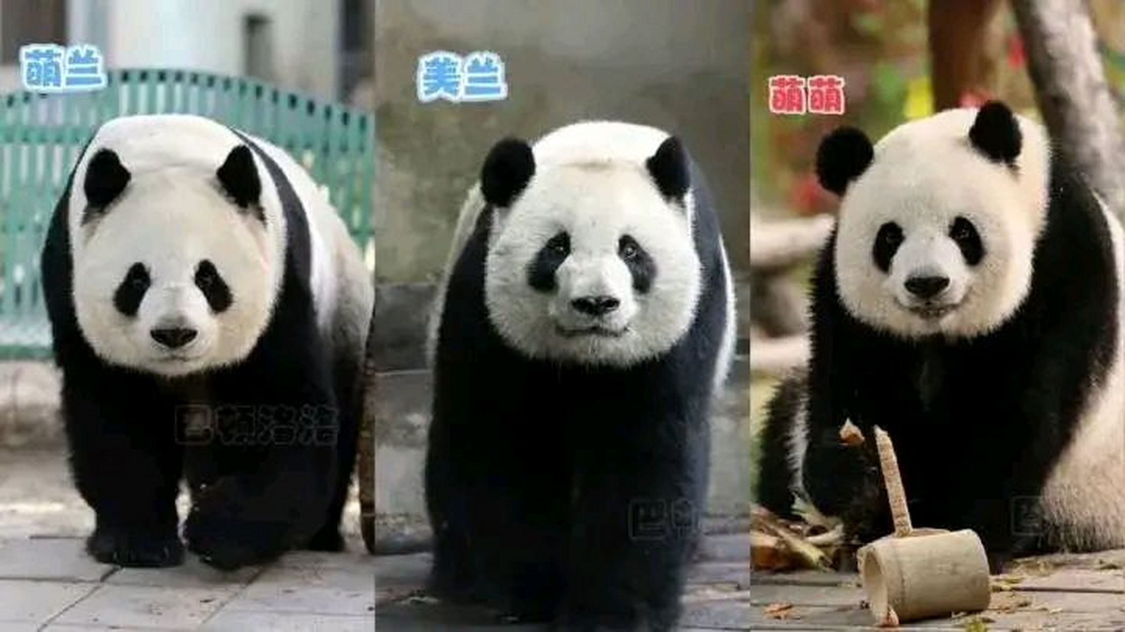 萌兰一家熊都是非常好看的熊 妈妈是"南思嘉北二胖"中的二胖萌萌,美熊