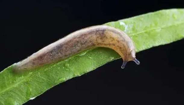 请问鼻涕虫吃什么