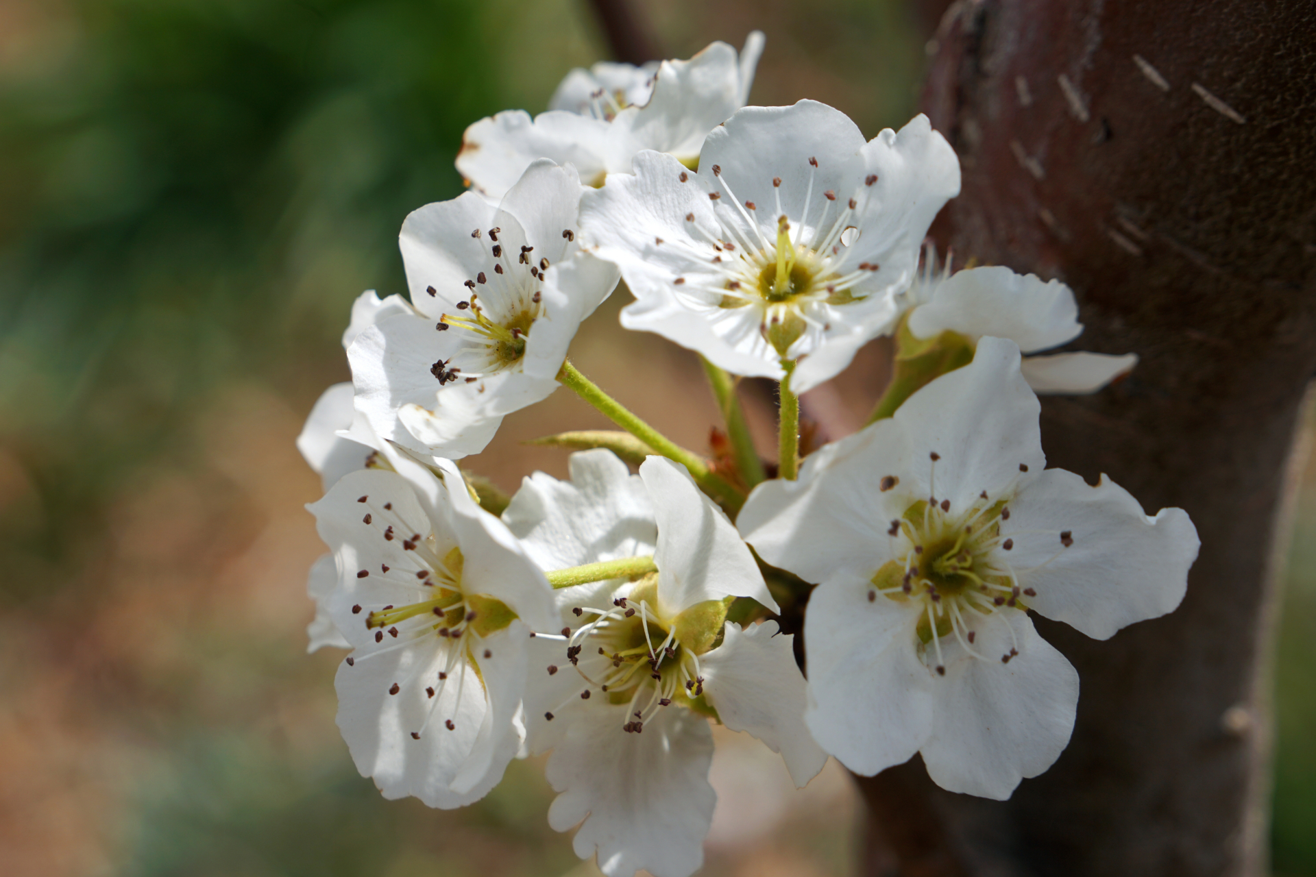 孝尊木梨# 产自丽江玉龙雪山脚下,生长于海拔2000～2800米的高原梨