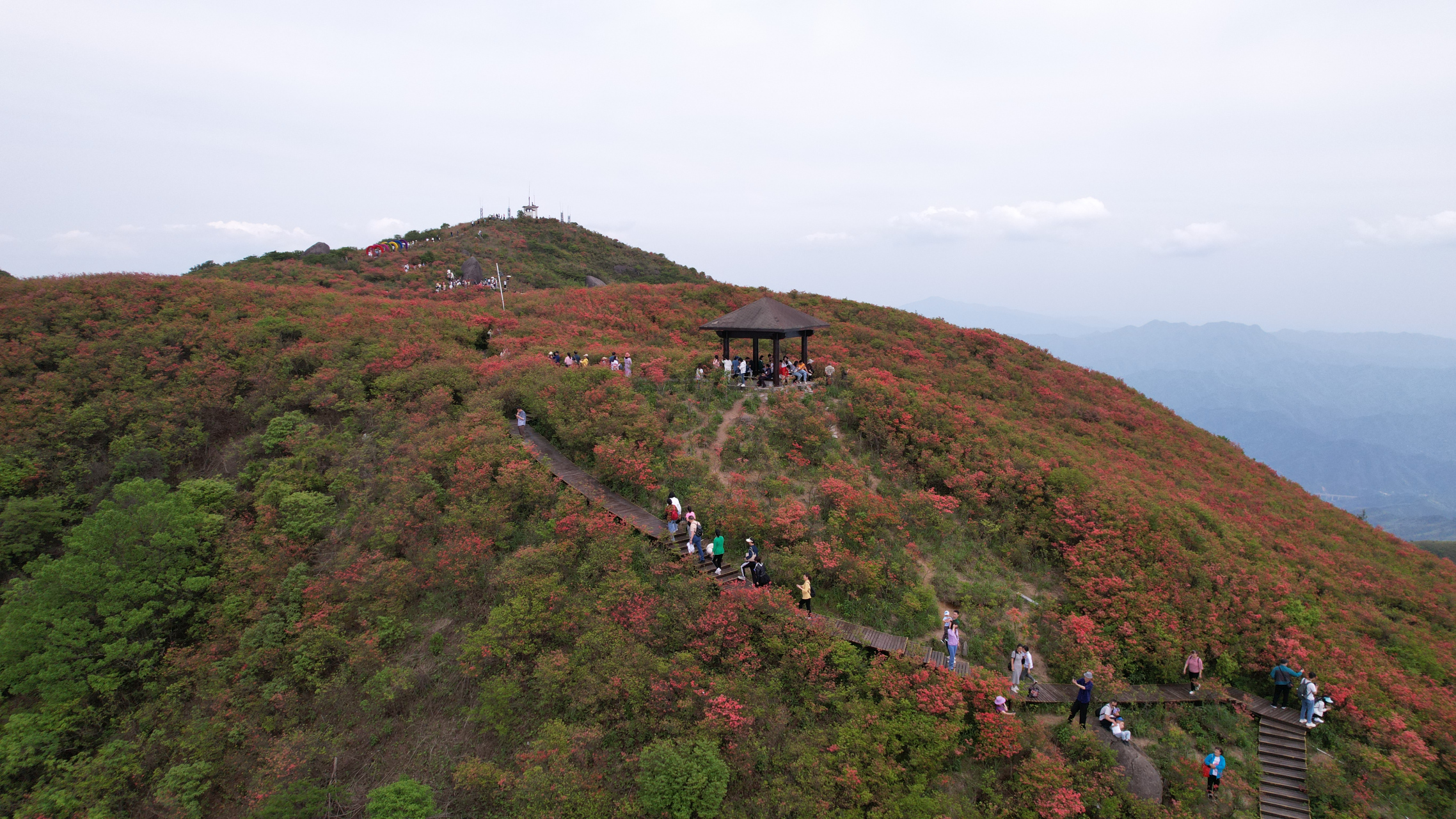 浏阳湘东第一高峰大围山七星岭的杜鹃花是这样的,虽然距离长沙市区上