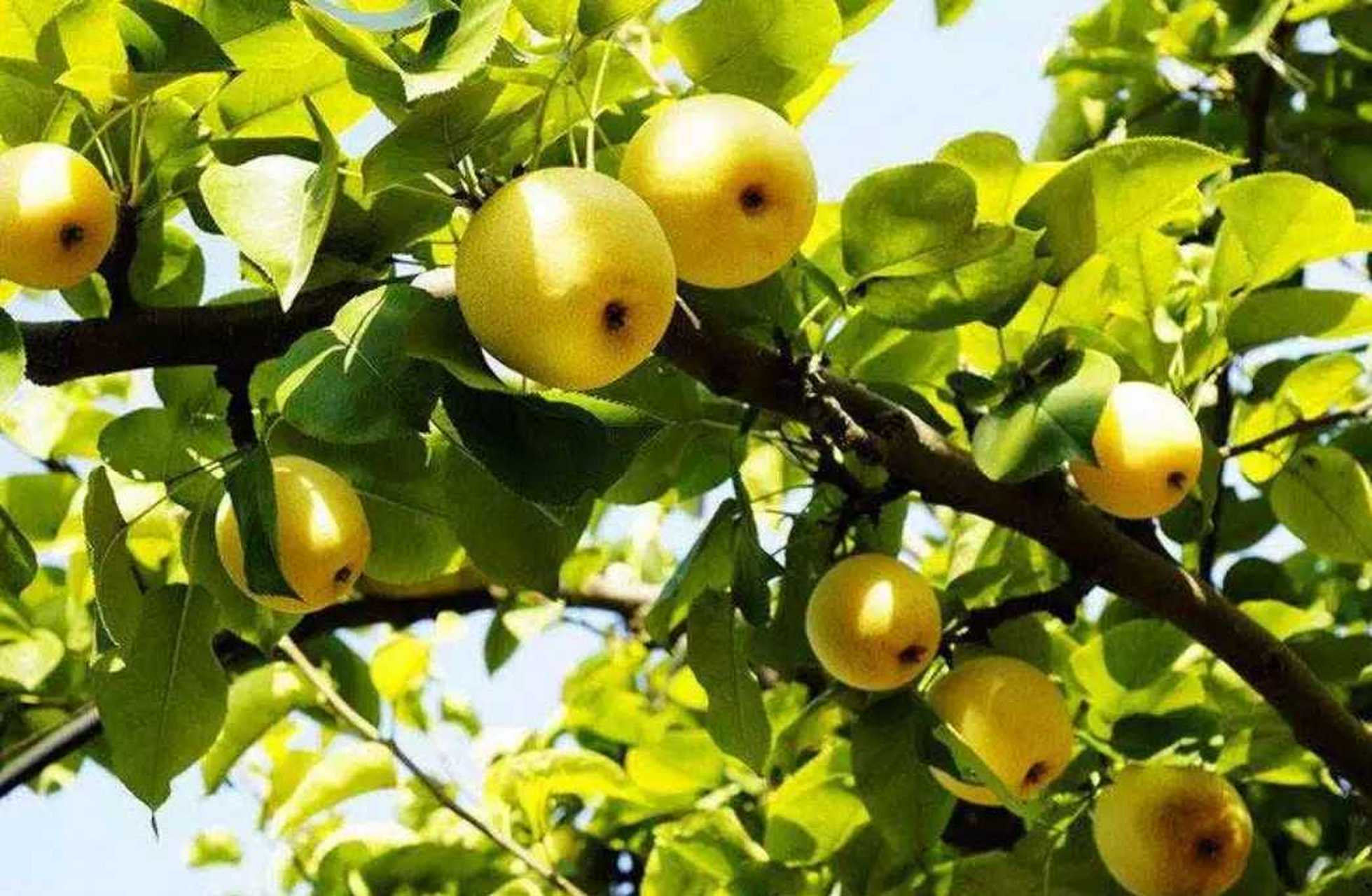 宝藏邯郸# 魏县鸭梨早在北宋就已有大面积栽培.