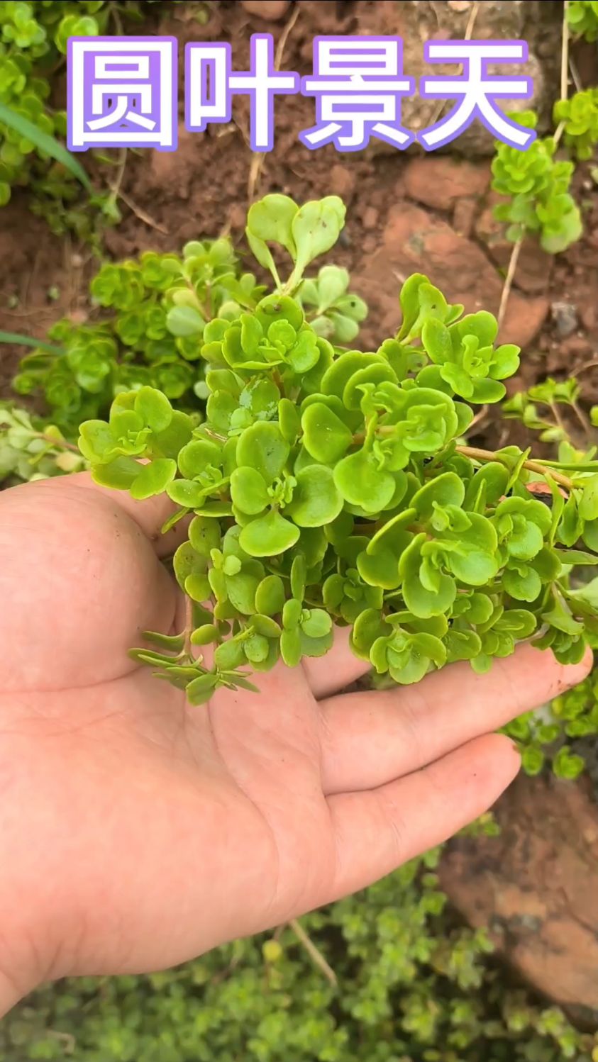 圆叶景天,非常漂亮,可做盆栽,也可全株入药
