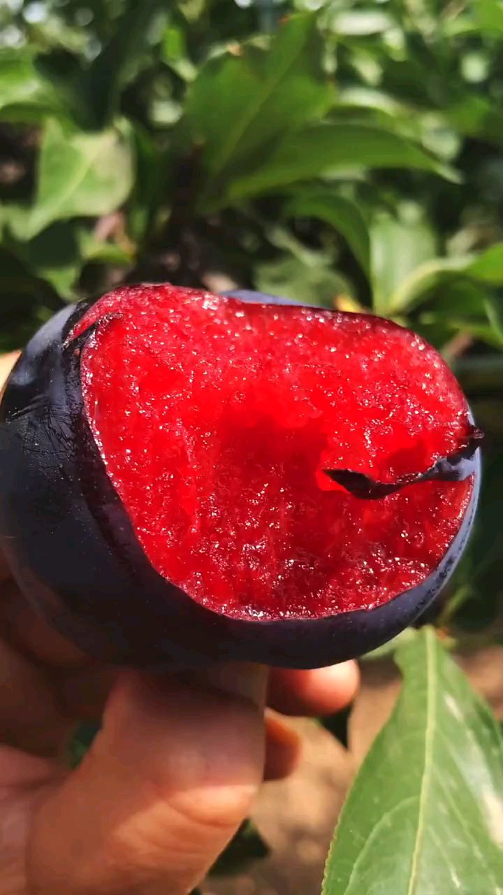 红红的李子暖糯香甜,早熟风味玫瑰李子树苗,适合南北方种植-度小视