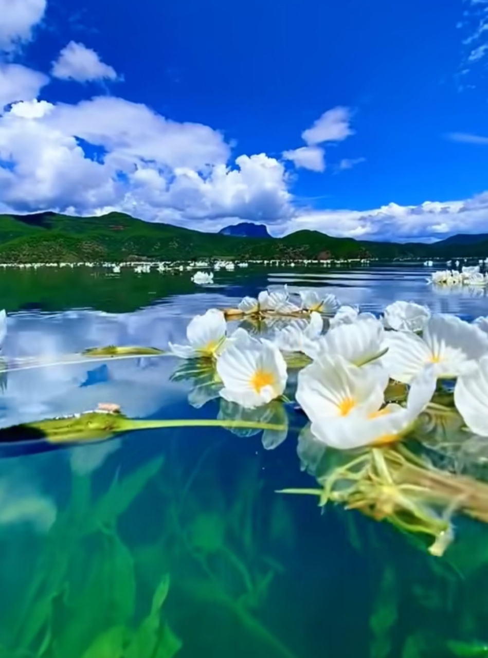 水性杨花指的是海菜花,泸沽湖当地人称之为海藻花,是我国特有的一种