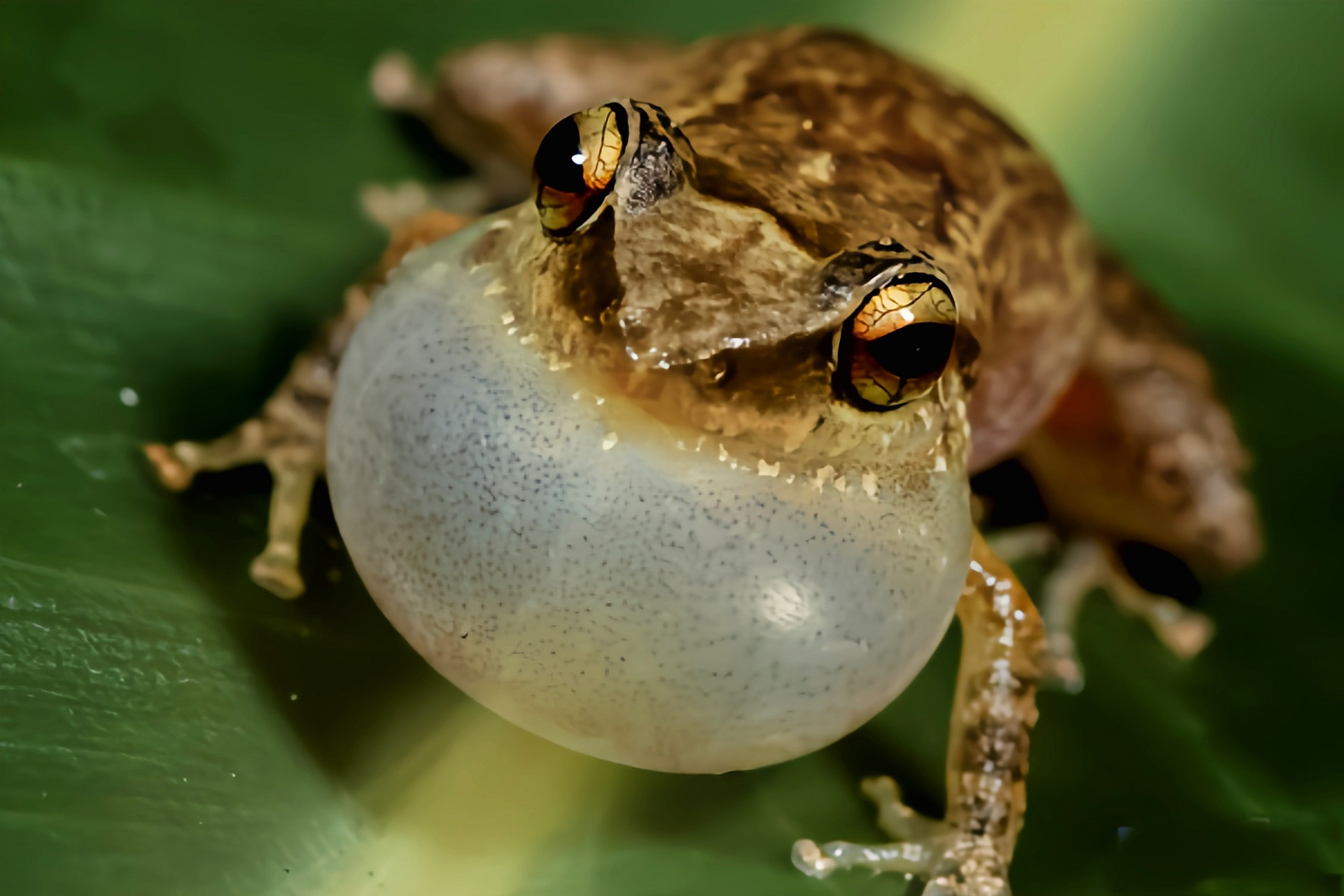 每天认识一种动物——多米尼加树蛙 多米尼加树蛙是一种小型蛙类,体长
