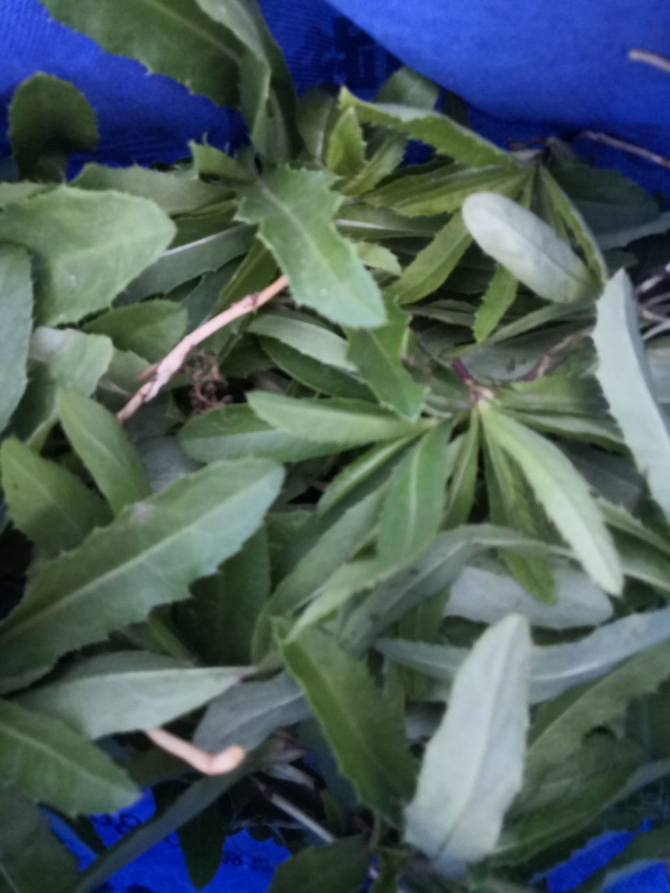 要说七七菜的最大功效就是止血.既然是野菜,偶尔吃下还可以.