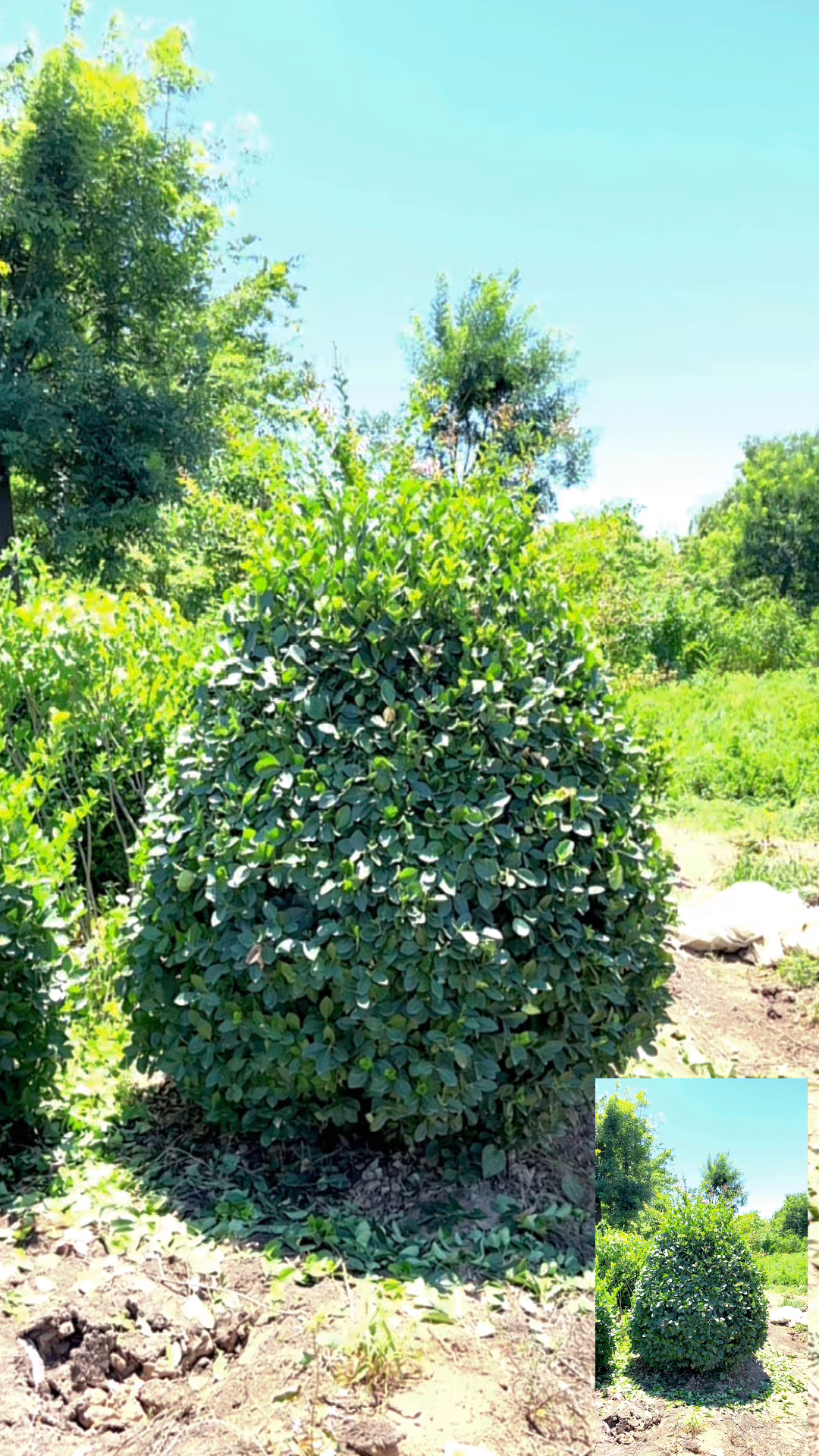 异形卫矛造型,卫矛塔