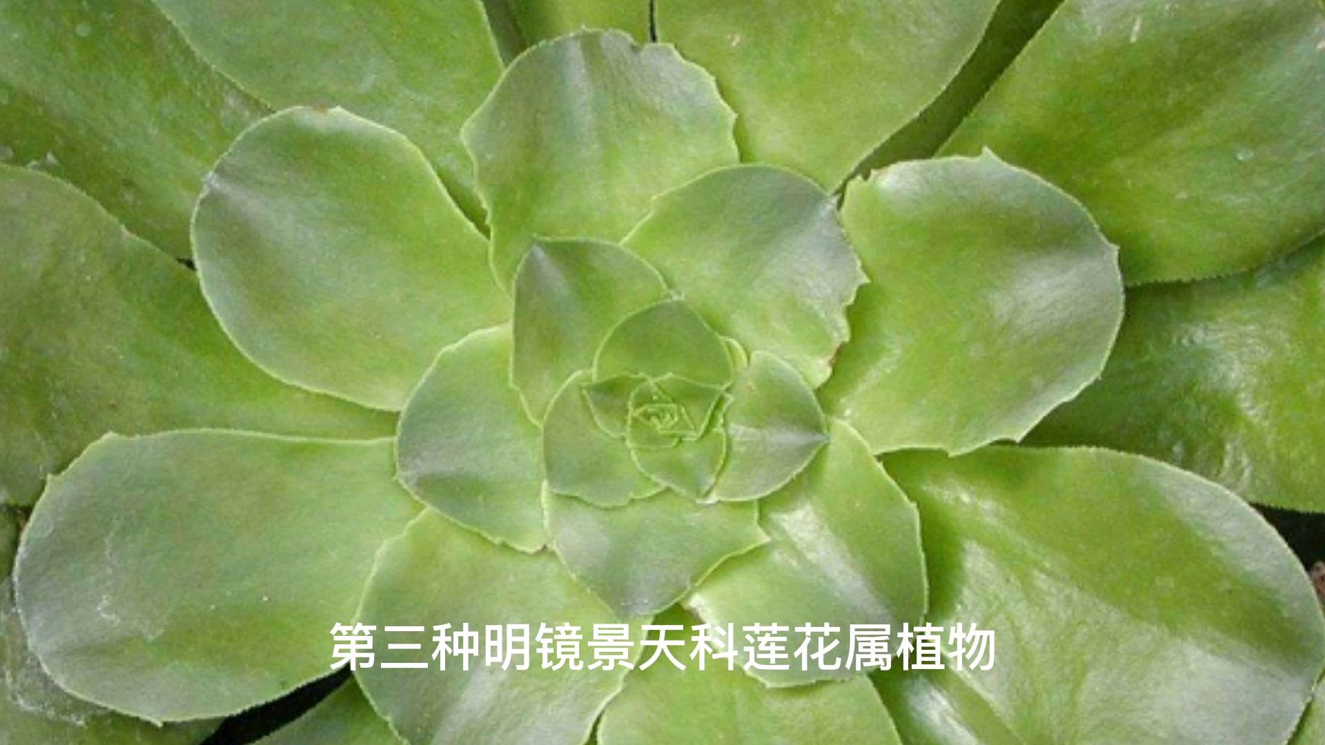 十种巨无霸的多肉植物你认识几种,种上一棵看着过瘾