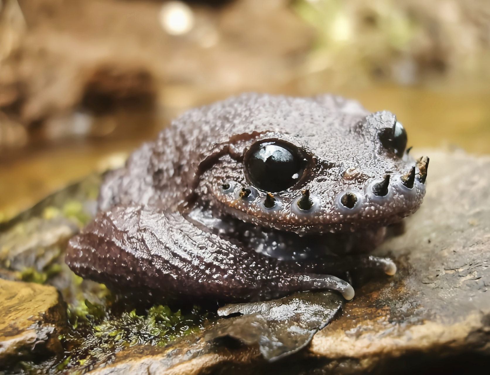 每天认识一种动物——哀牢髭蟾 哀牢髭蟾原产于亚洲东南部,是我国特有