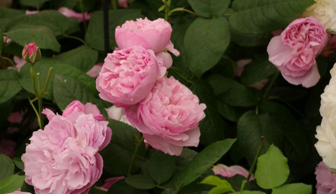 「耐热耐阴抗病」玛丽玫瑰(mary rose)