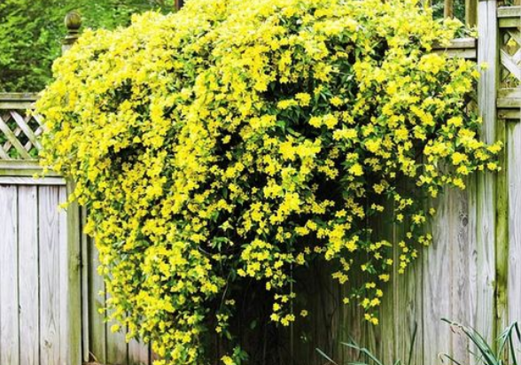 法国香水藤耐寒吗?